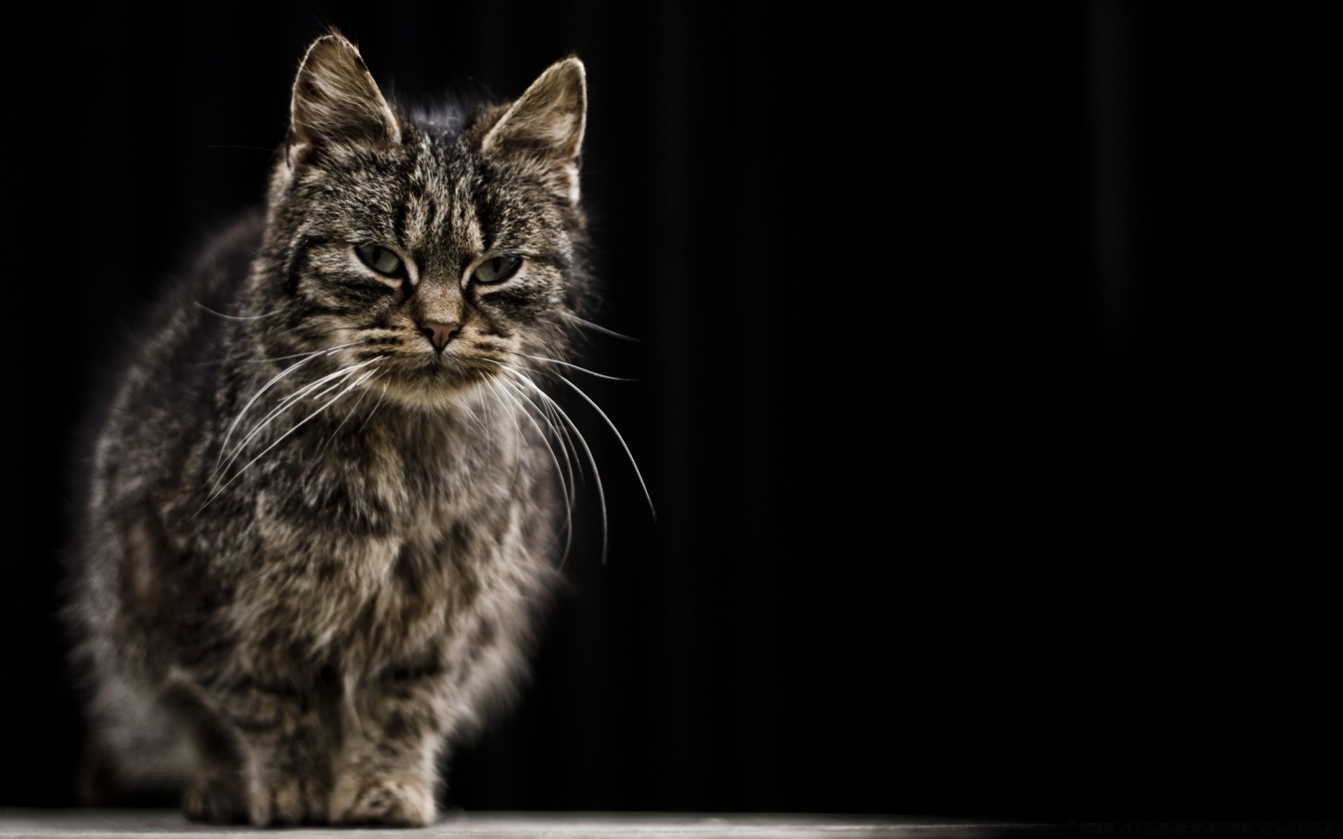 chat chat animal de compagnie animal portrait chaton mammifère mignon bureau