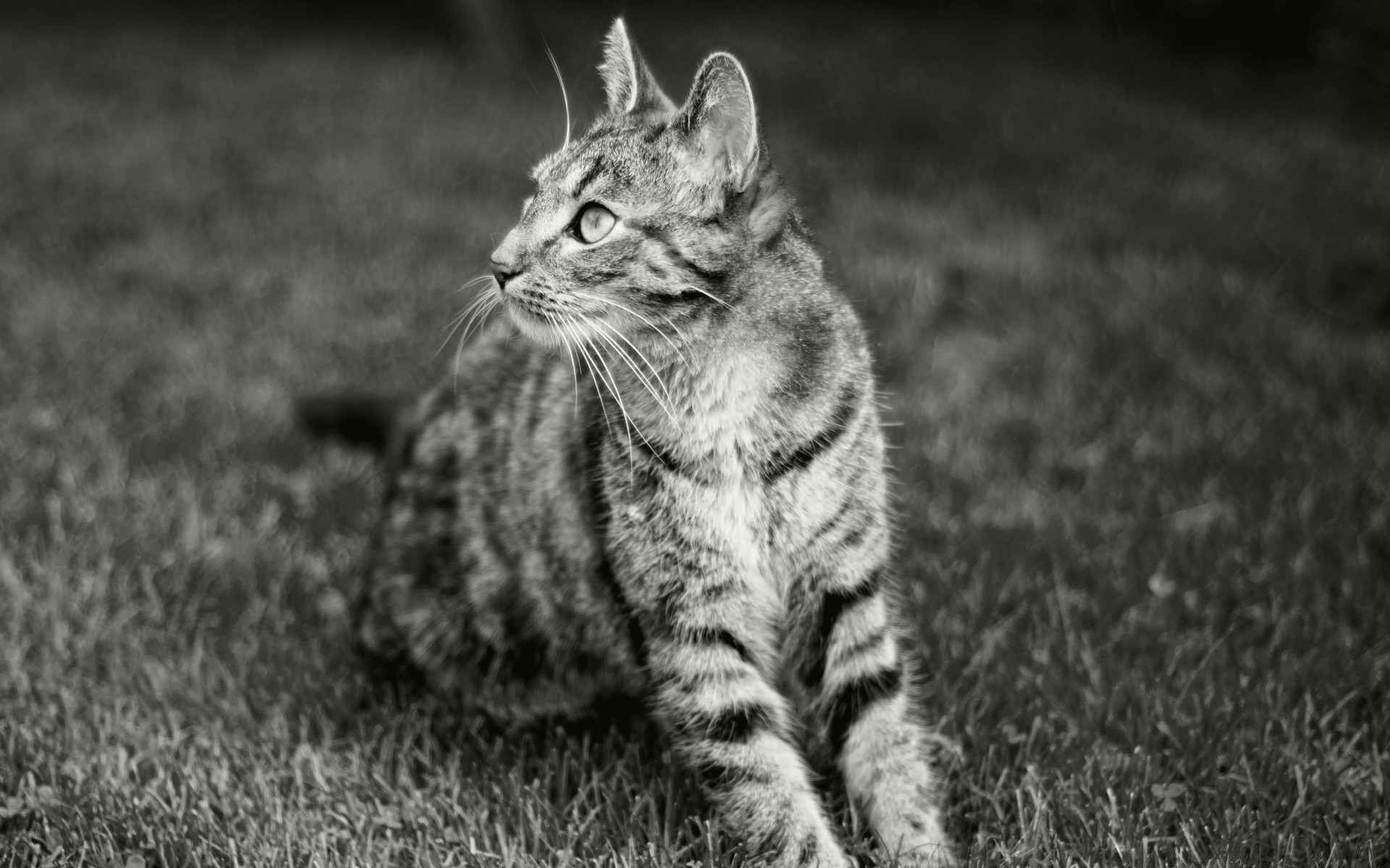 kediler kedi memeli hayvan kürk sevimli portre evde beslenen hayvan doğa yavru kedi çimen yerli vahşi yaban hayatı tarama genç gri göz