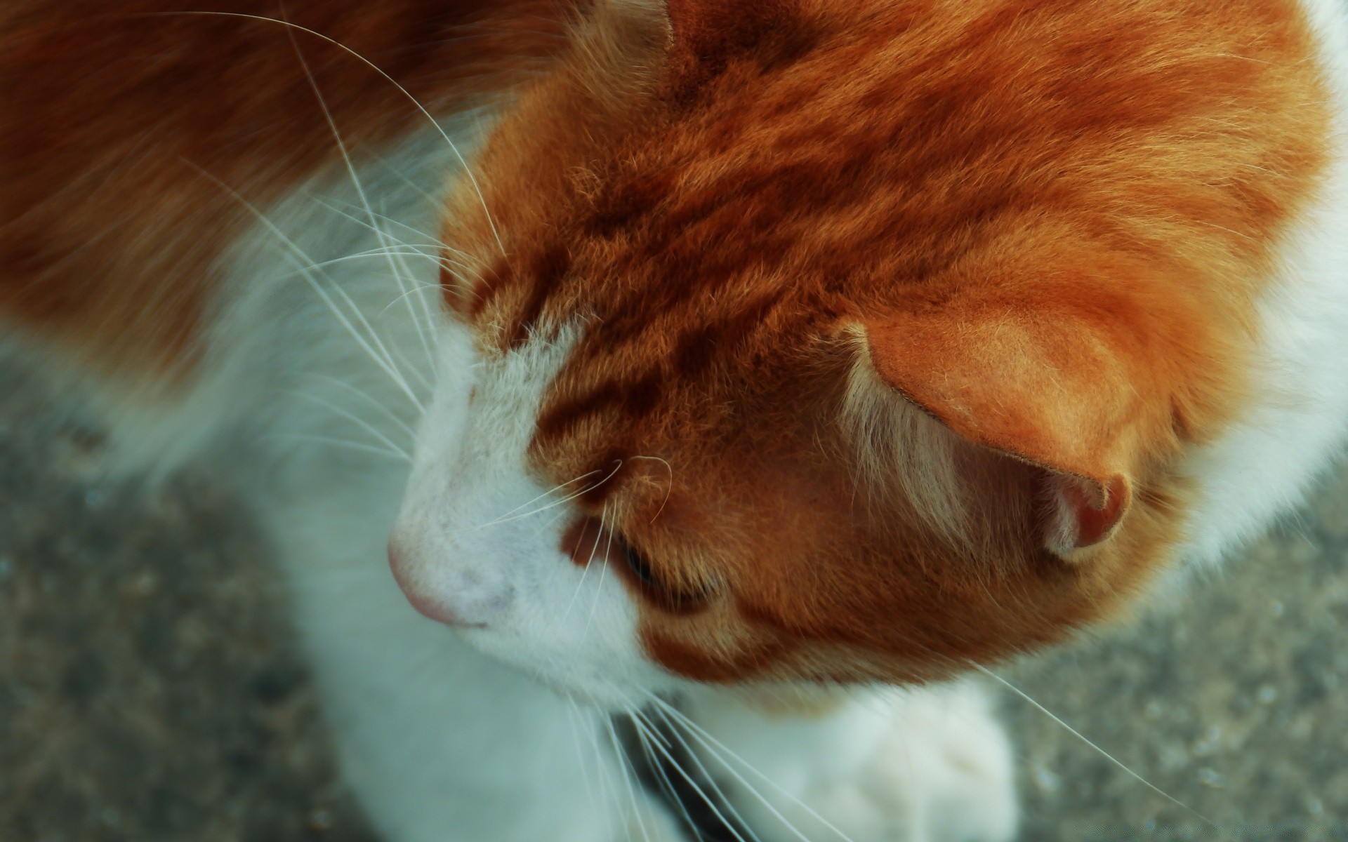 katze katze säugetier porträt eine niedlich fell haustier schlafen kind auge tier kätzchen kleine