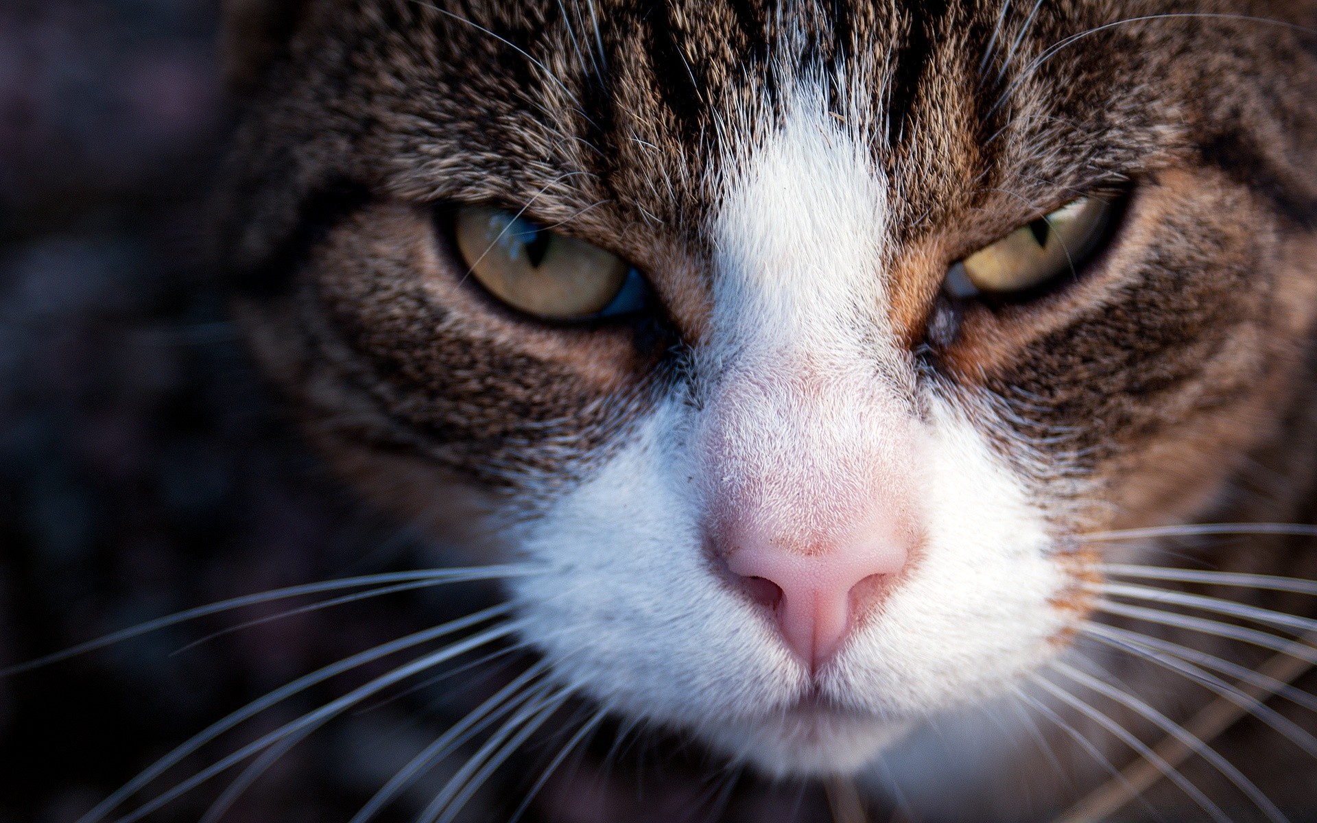 gato ojo lindo gato piel retrato mascota cabeza pelo joven animal mamífero bigote viendo mirando nariz gatito doméstico pelusa curiosidad bastante