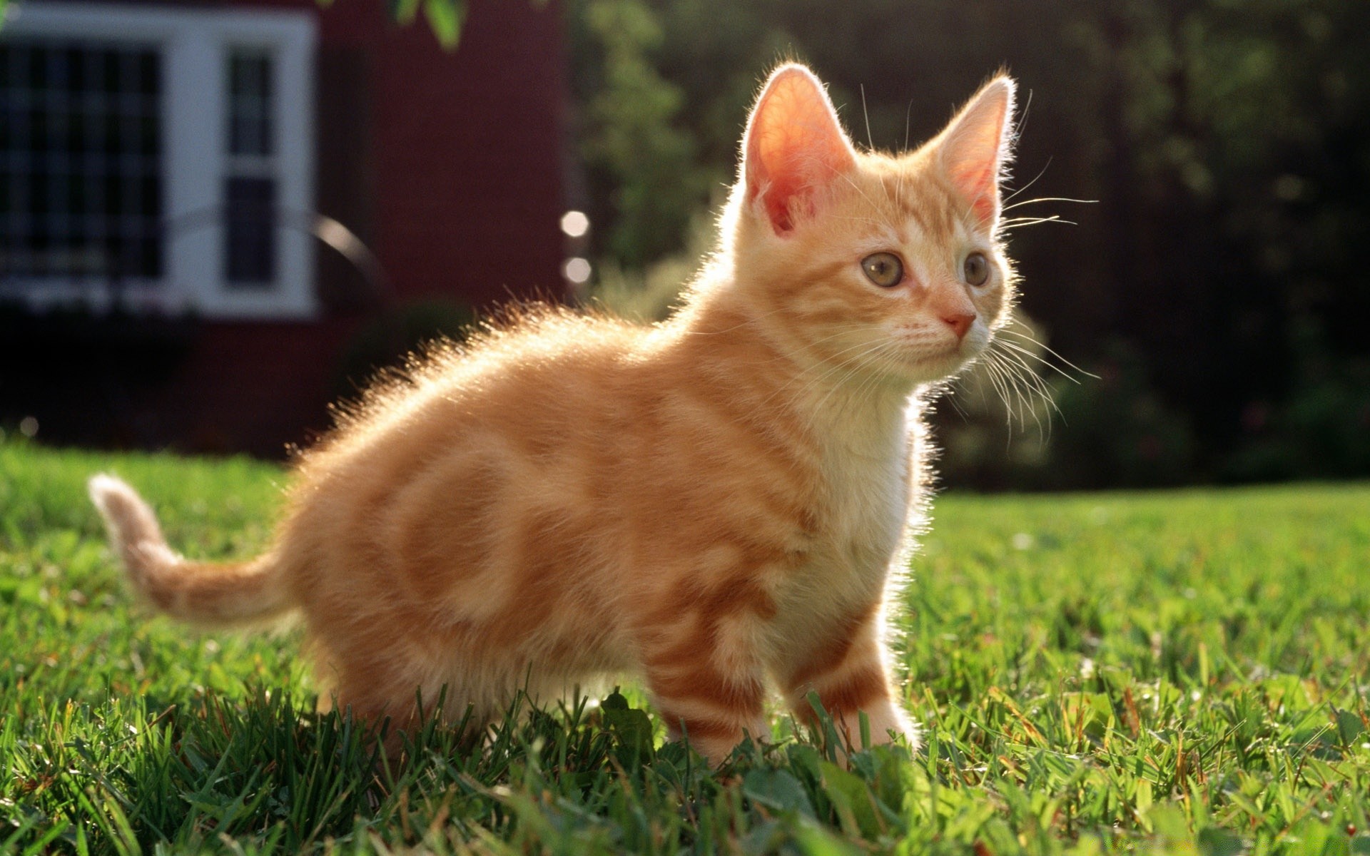 gatos fofa gato mamífero animal animal de estimação pele doméstico grama gatinho jovem pouco retrato bebê natureza olho adorável engraçado visualizando para baixo fofo