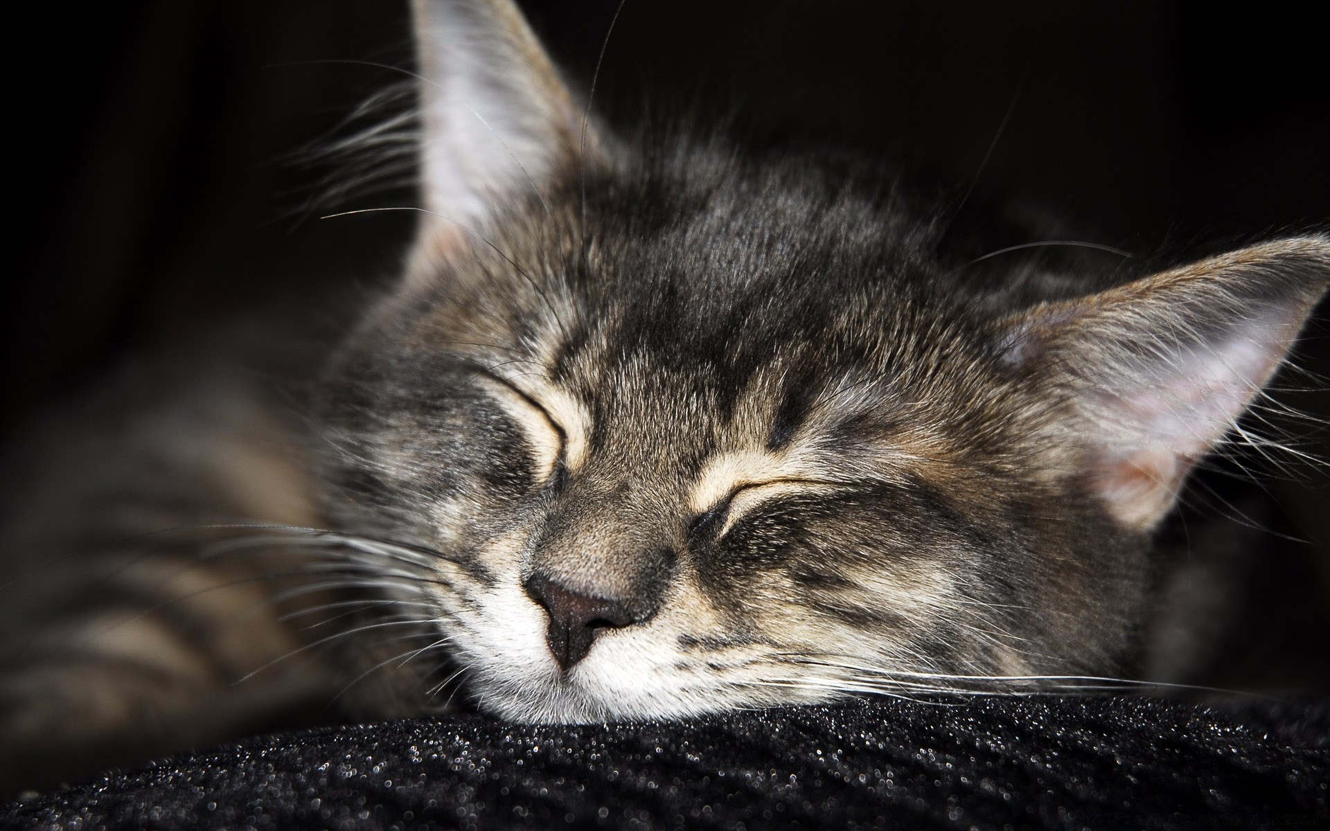 katze katze haustier kätzchen niedlich tier säugetier porträt fell auge inländische schnurrbart liebenswert schlaf wenig tabby junge