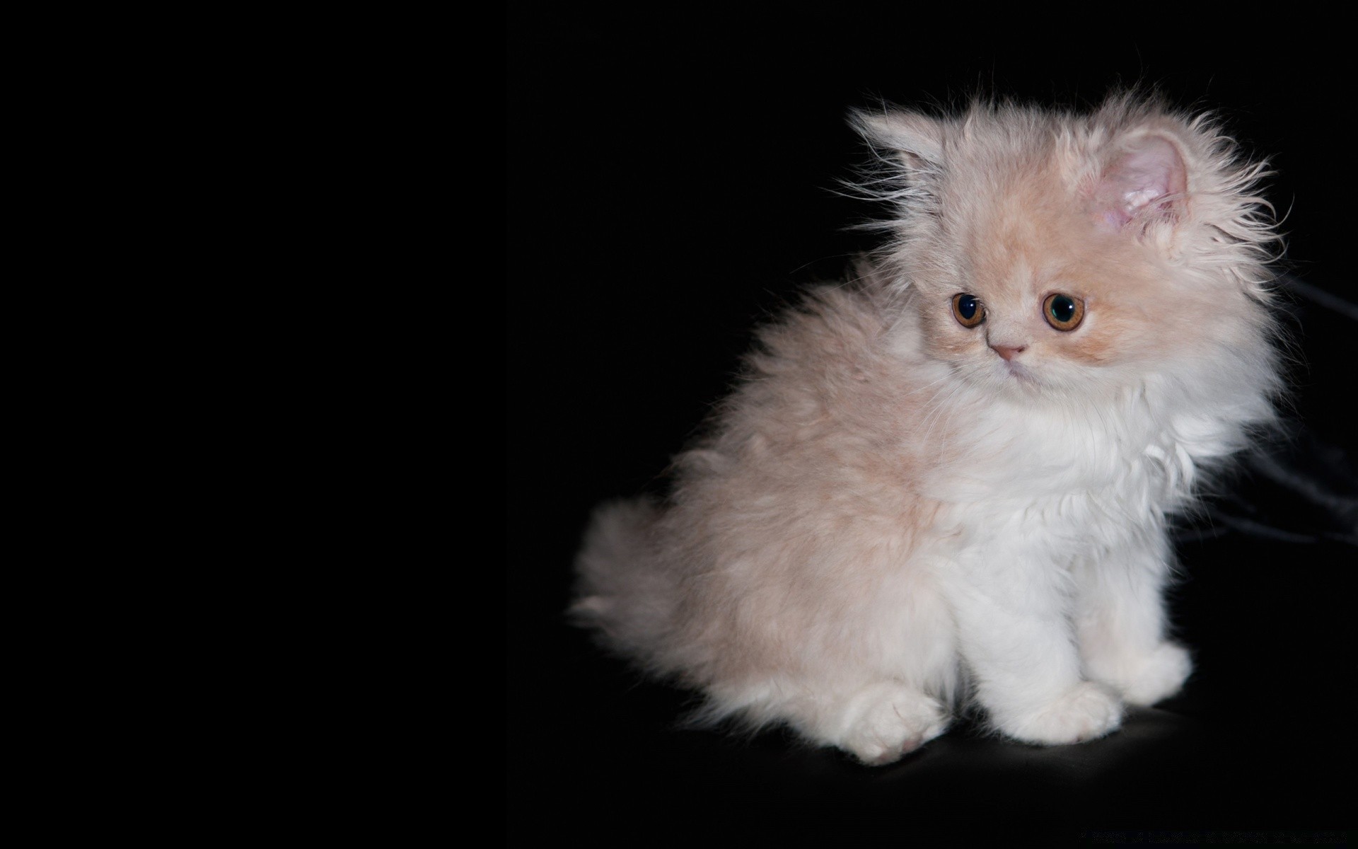 chat chat portrait mignon mammifère unique animal de compagnie enfant studio animal chaton oeil bureau petit