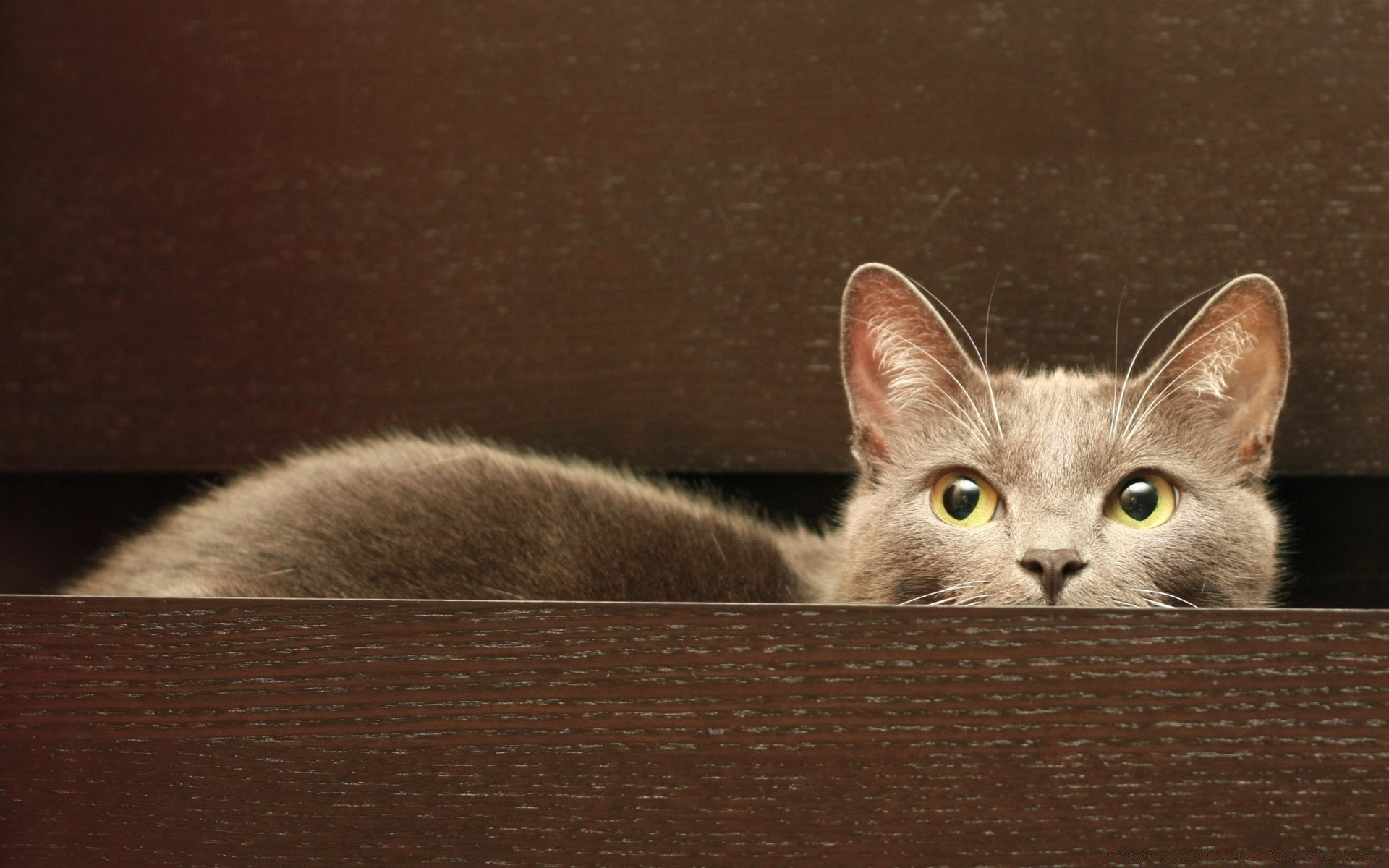 gatos gato gatinho animal de estimação mamífero retrato animal doméstico sozinho fofa pele para baixo olho criança