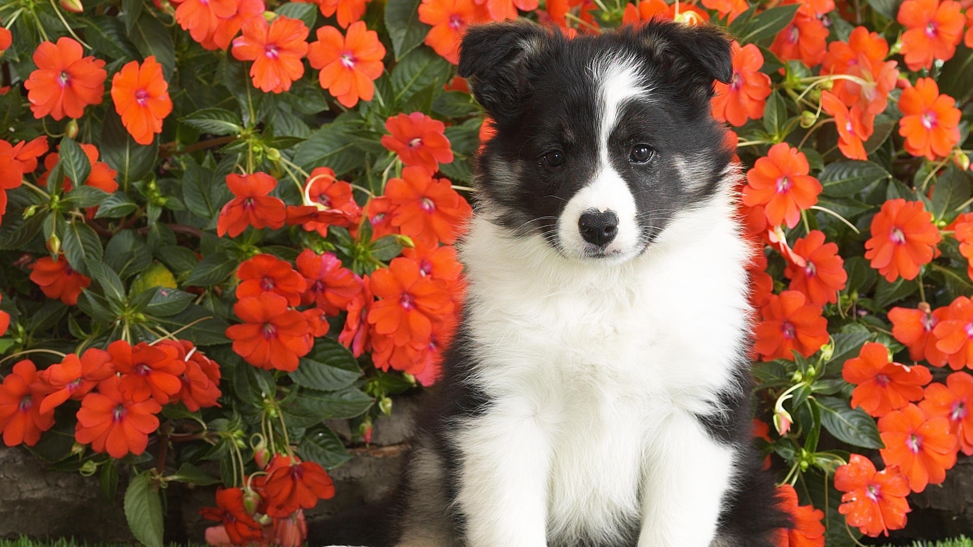 hunde blume natur