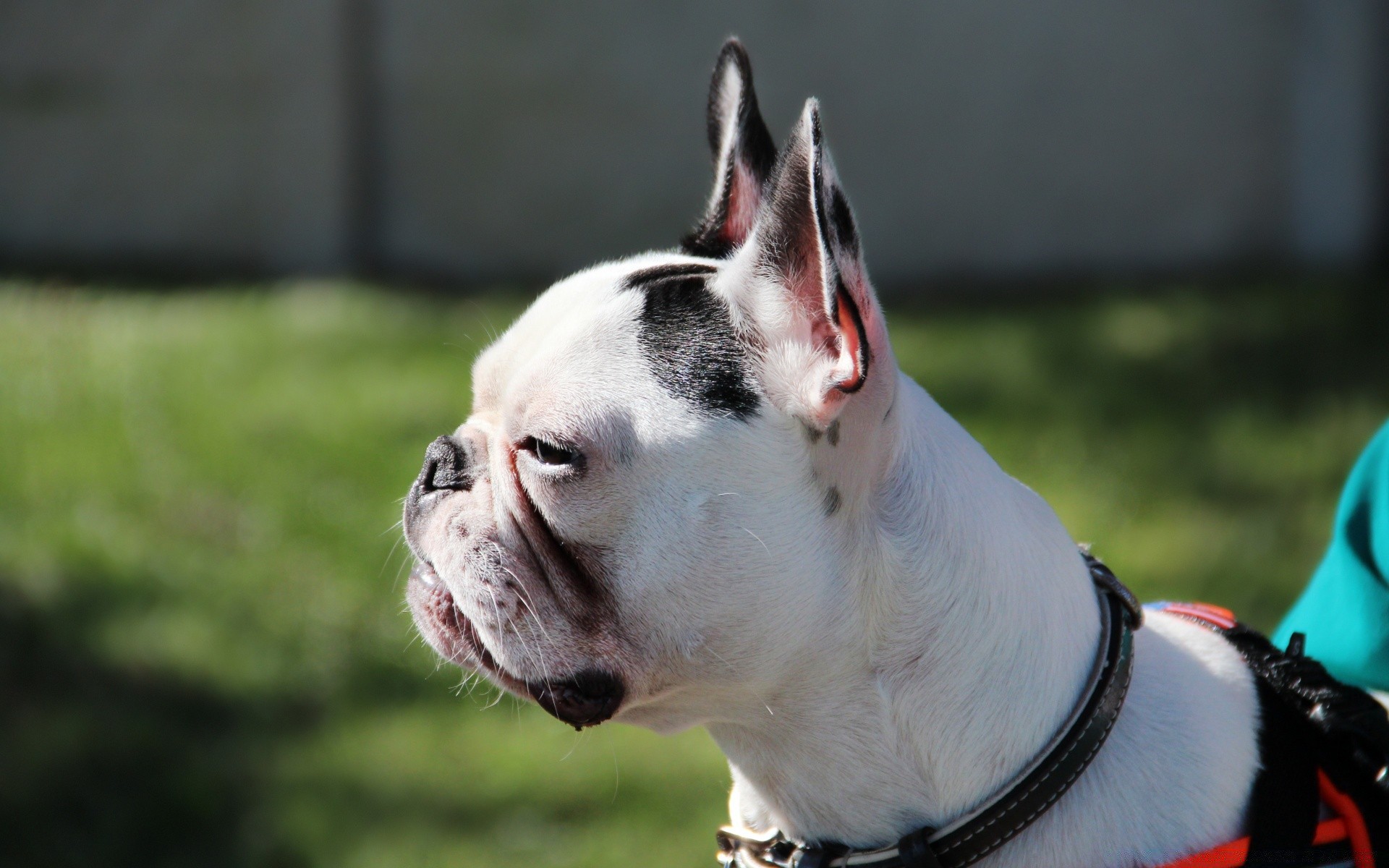 cani cane animale domestico mammifero canino ritratto animale carino cucciolo all aperto lealtà uno erba terrier divertente giovane obbedienza