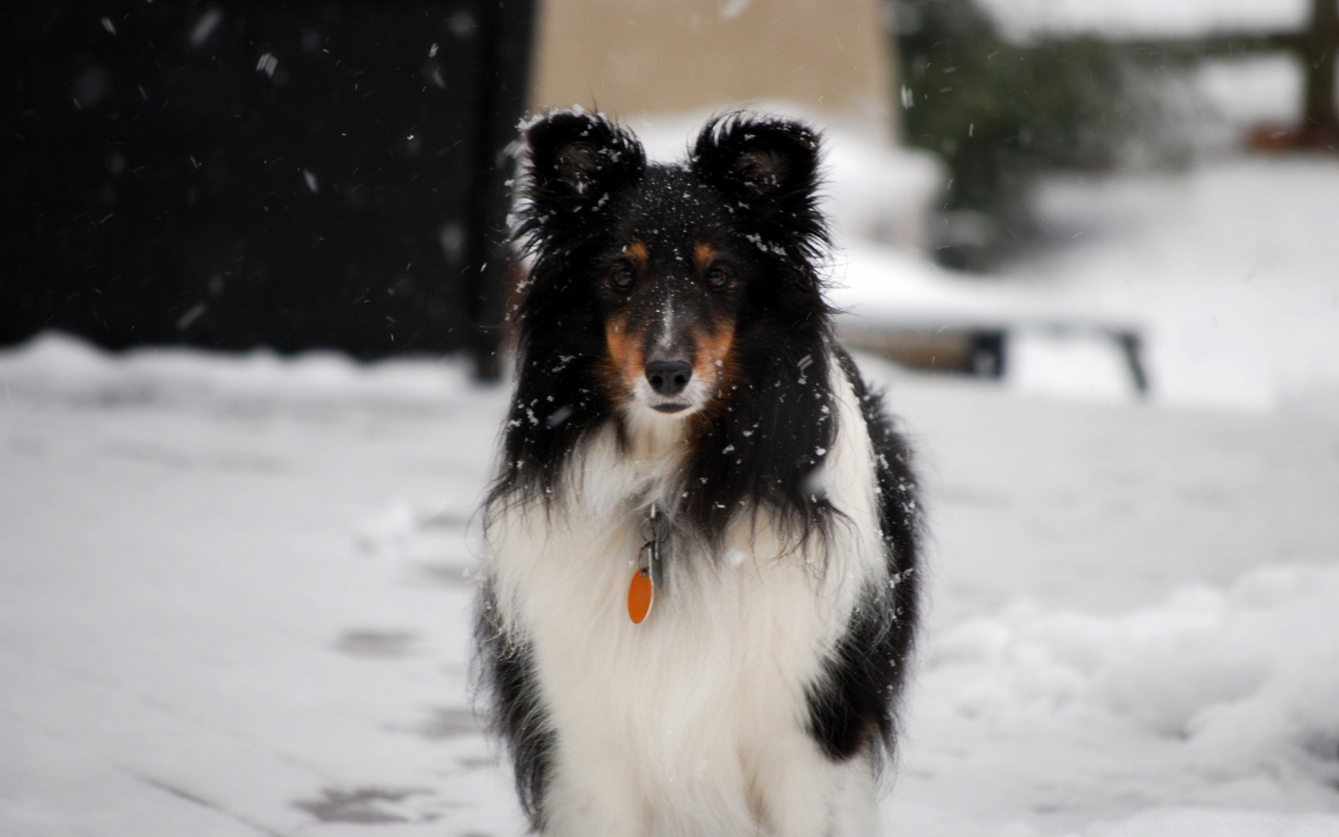 cães mamífero neve cão retrato inverno cinegrafista ao ar livre sozinho animal