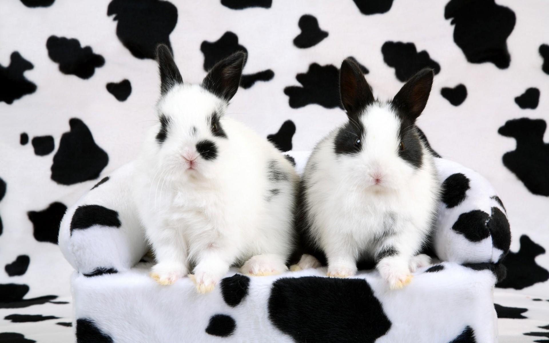 chat mammifère lapin animal de compagnie animal mignon domestique portrait vers le bas adorable peu fourrure