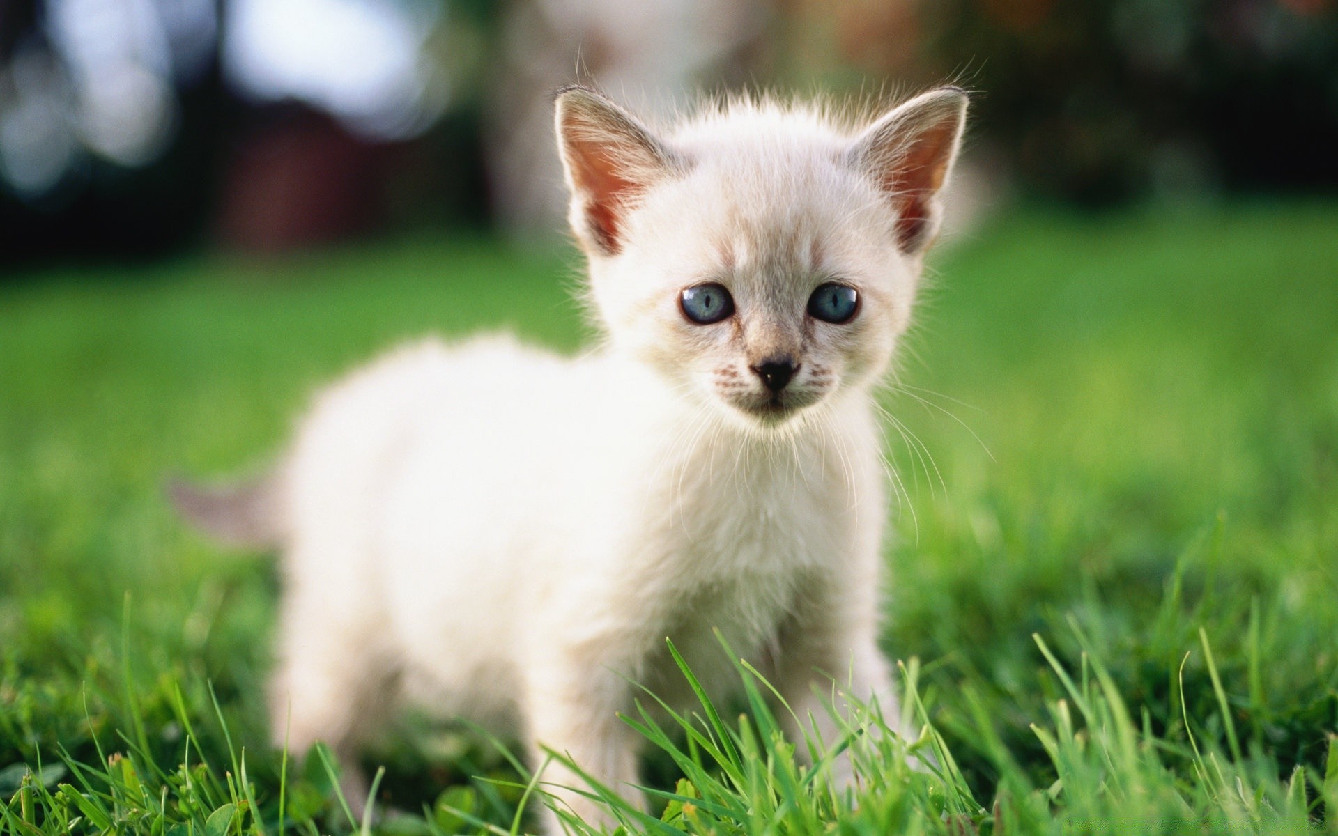 chat mignon animal herbe mammifère chat petit animal fourrure enfant nature jeune chaton oeil portrait domestique adorable