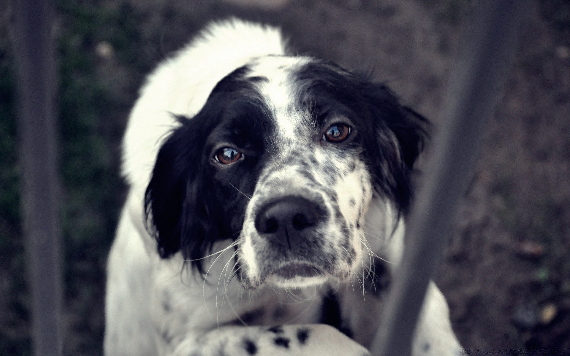 cani cane animale ritratto canino animale domestico mammifero carino cucciolo pelliccia natura