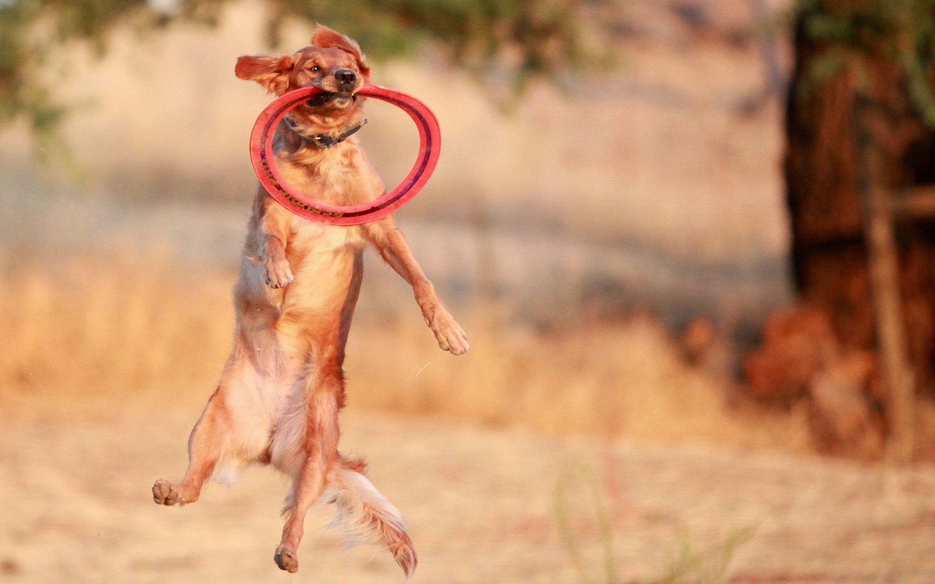 cães natureza sozinho mamífero ao ar livre cão animal