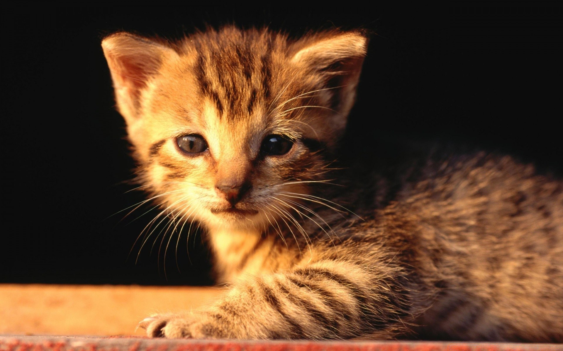 chat chat mammifère mignon chaton fourrure animal animal portrait oeil moustache peu domestique tête cheveux aperçu enfant jeune