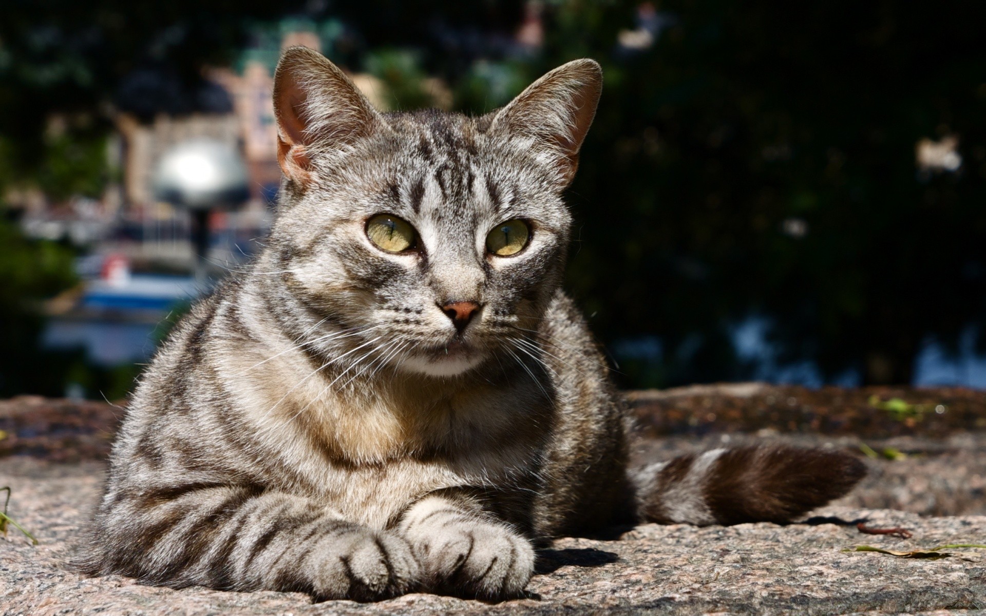 кошки животное пэт млекопитающее кошка милые мех природа отечественные портрет глаз котенок просмотр молодой мало дикий