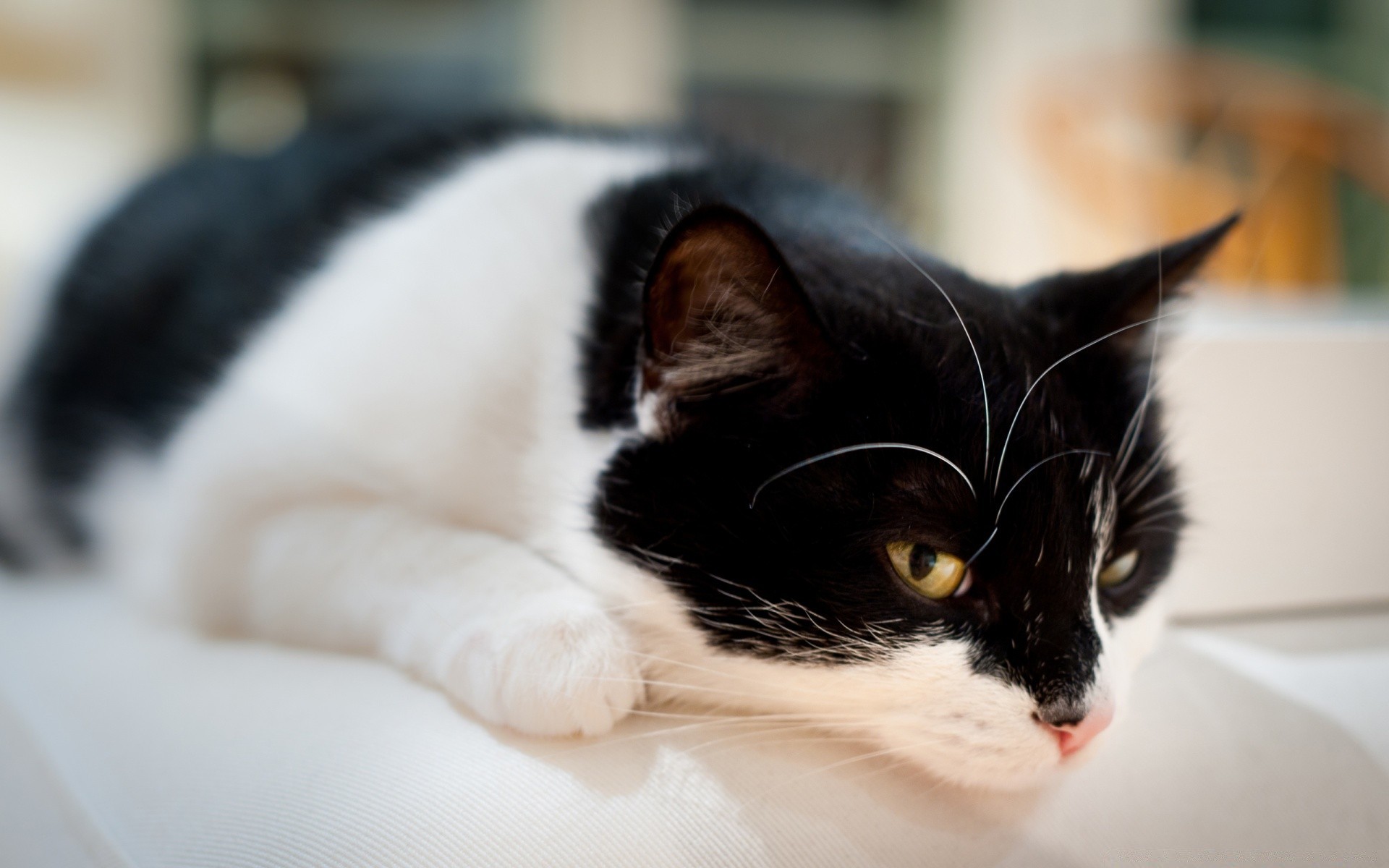 katze katze porträt kätzchen niedlich auge tier haustier inländische säugetier fell schlaf wenig ein familie kind