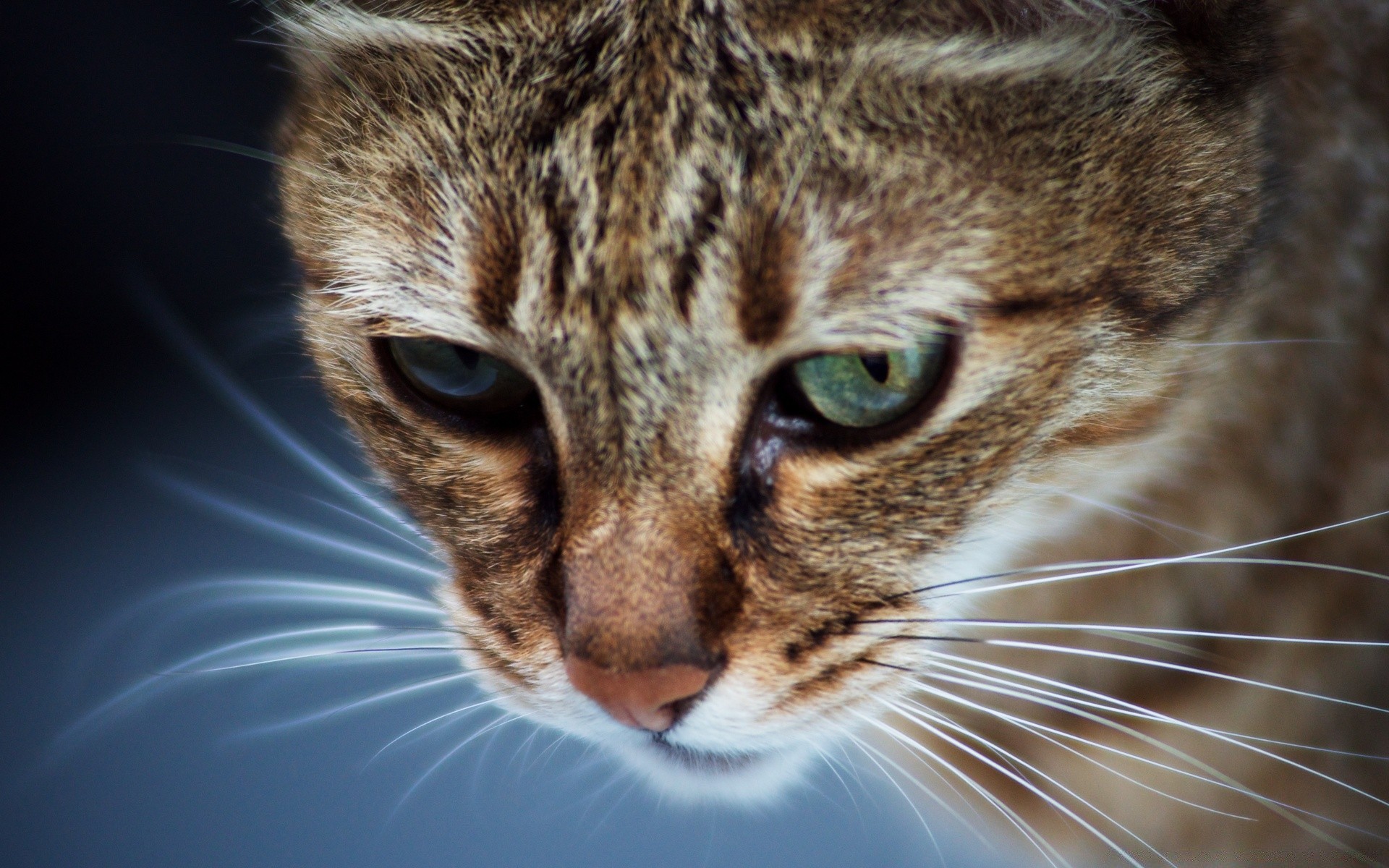 katze katze haustier niedlich säugetier tier porträt auge fell kätzchen inländische kopf liebenswert anzeigen tabby wenig neugier junge