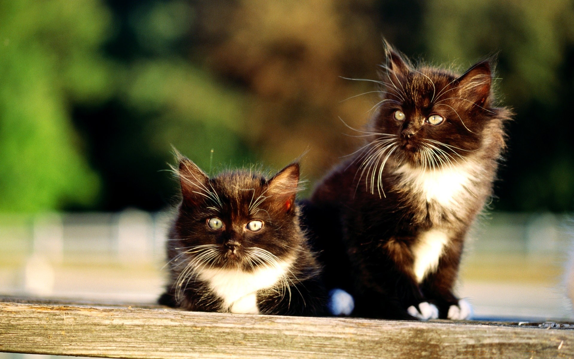 kediler kedi yavru kedi hayvan evde beslenen hayvan sevimli memeli kürk bıyık portre yerli göz tekir tarama genç oturmak küçük pençe doğa çocuk kabarık