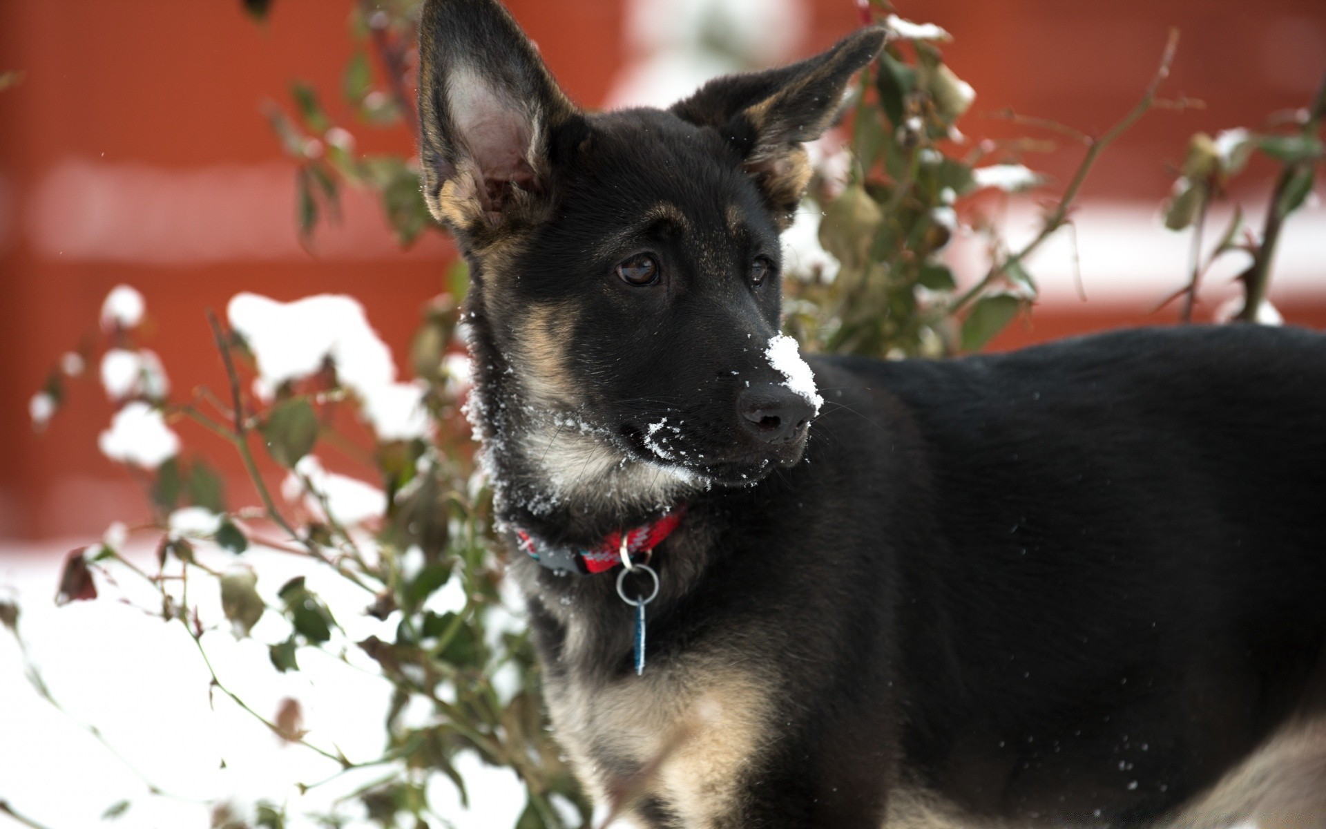 dogs dog mammal canine pet portrait cute one looking puppy sit animal