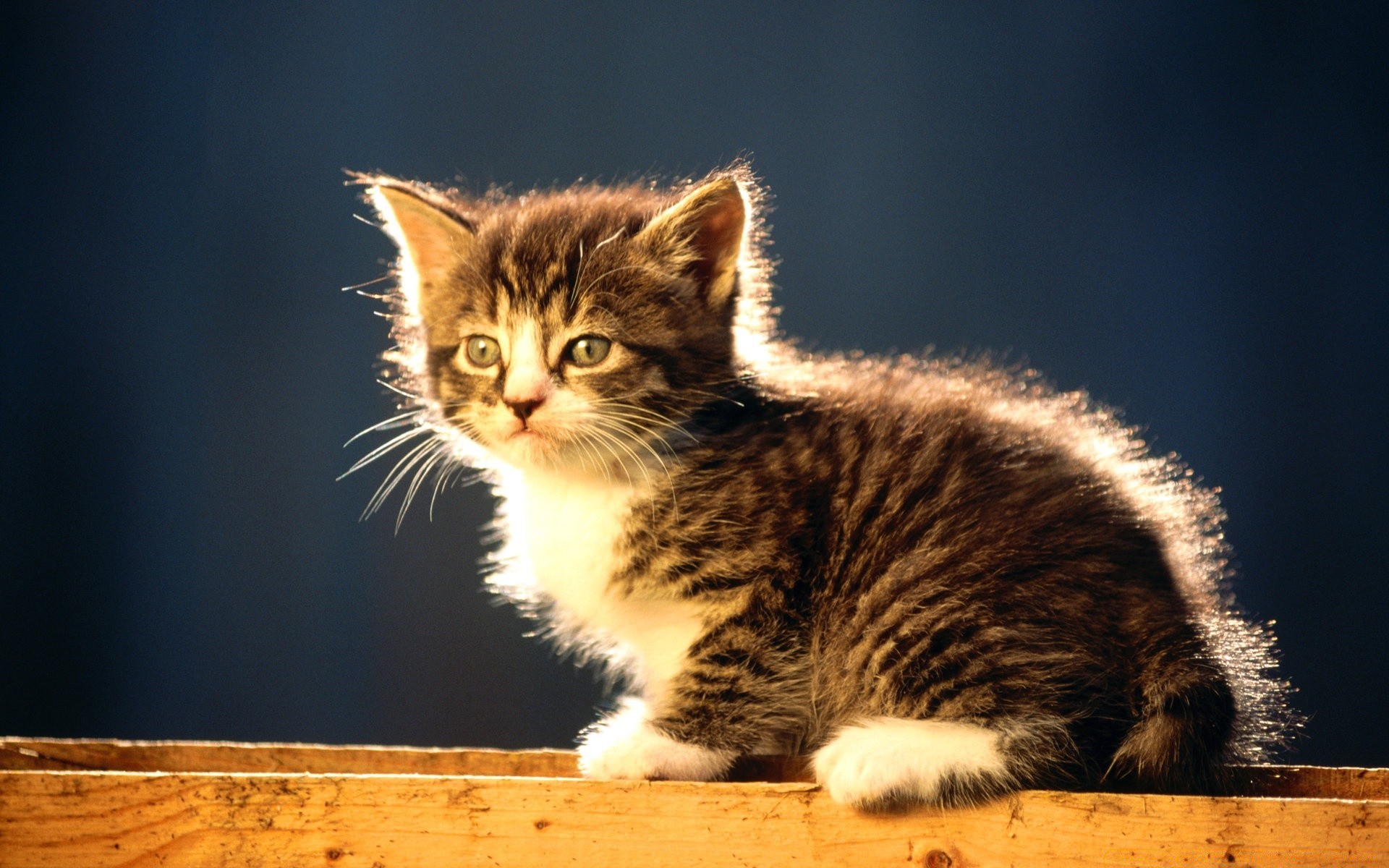 katze katze kätzchen niedlich säugetier tier haustier fell auge inländische porträt tabby lustig junge