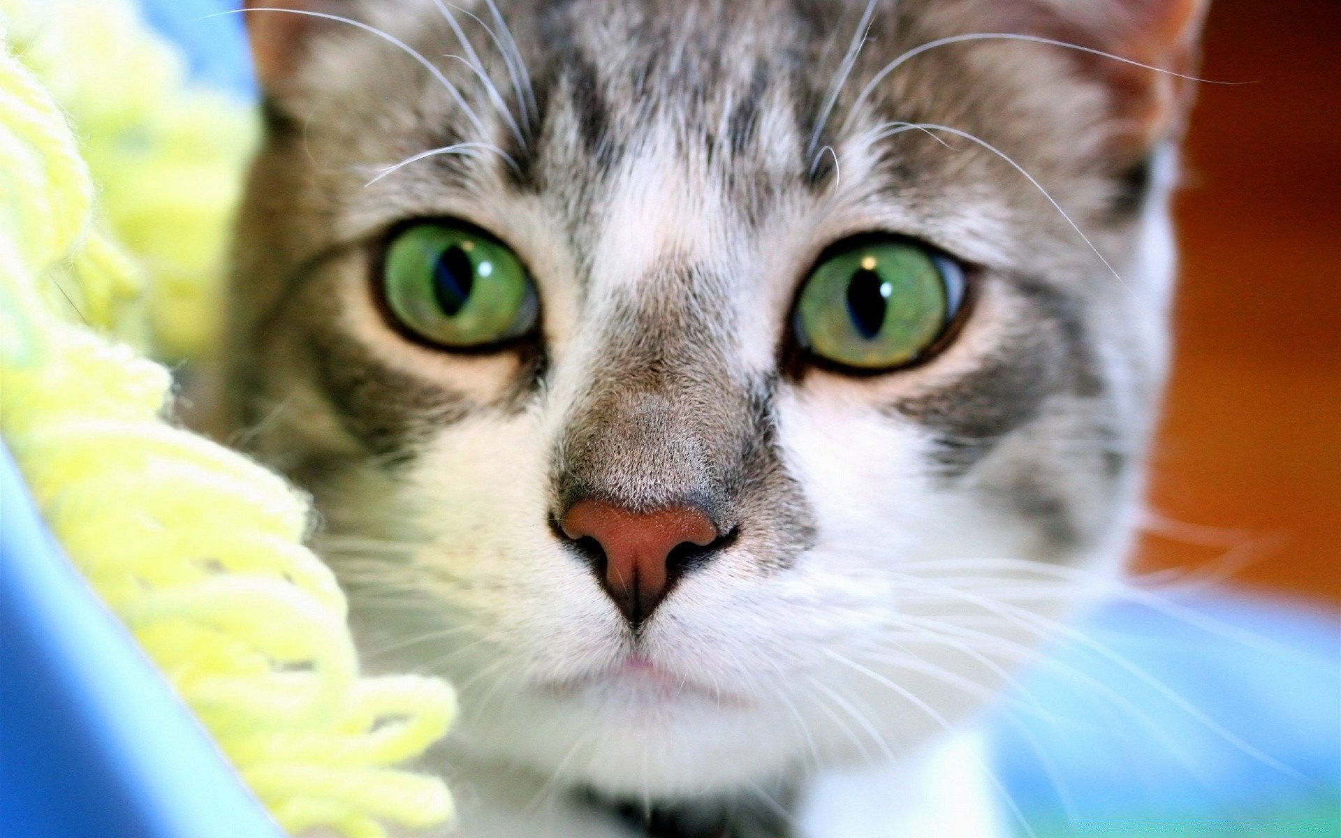 gatos fofa gato doméstico animal de estimação retrato animal olho jovem pele gatinho mamífero adorável cabelo pouco olhando para baixo natureza bigode engraçado fofo