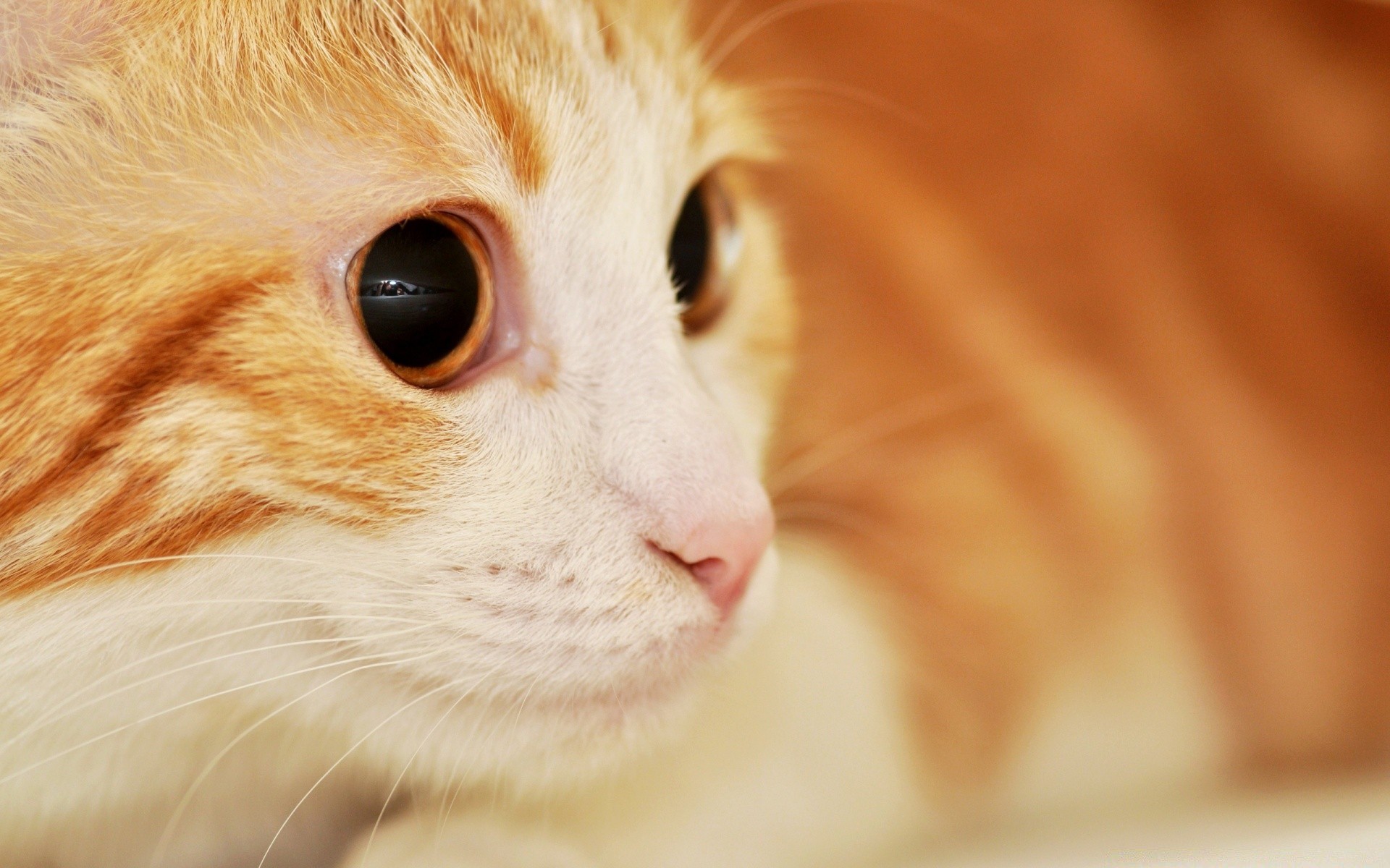 gatos lindo ojo gato animal retrato mamífero pelaje joven mascota pequeño ver