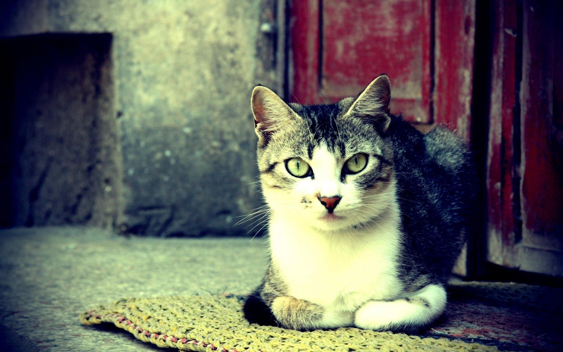 chat chat portrait animal animal de compagnie mignon chaton mammifère oeil domestique unique