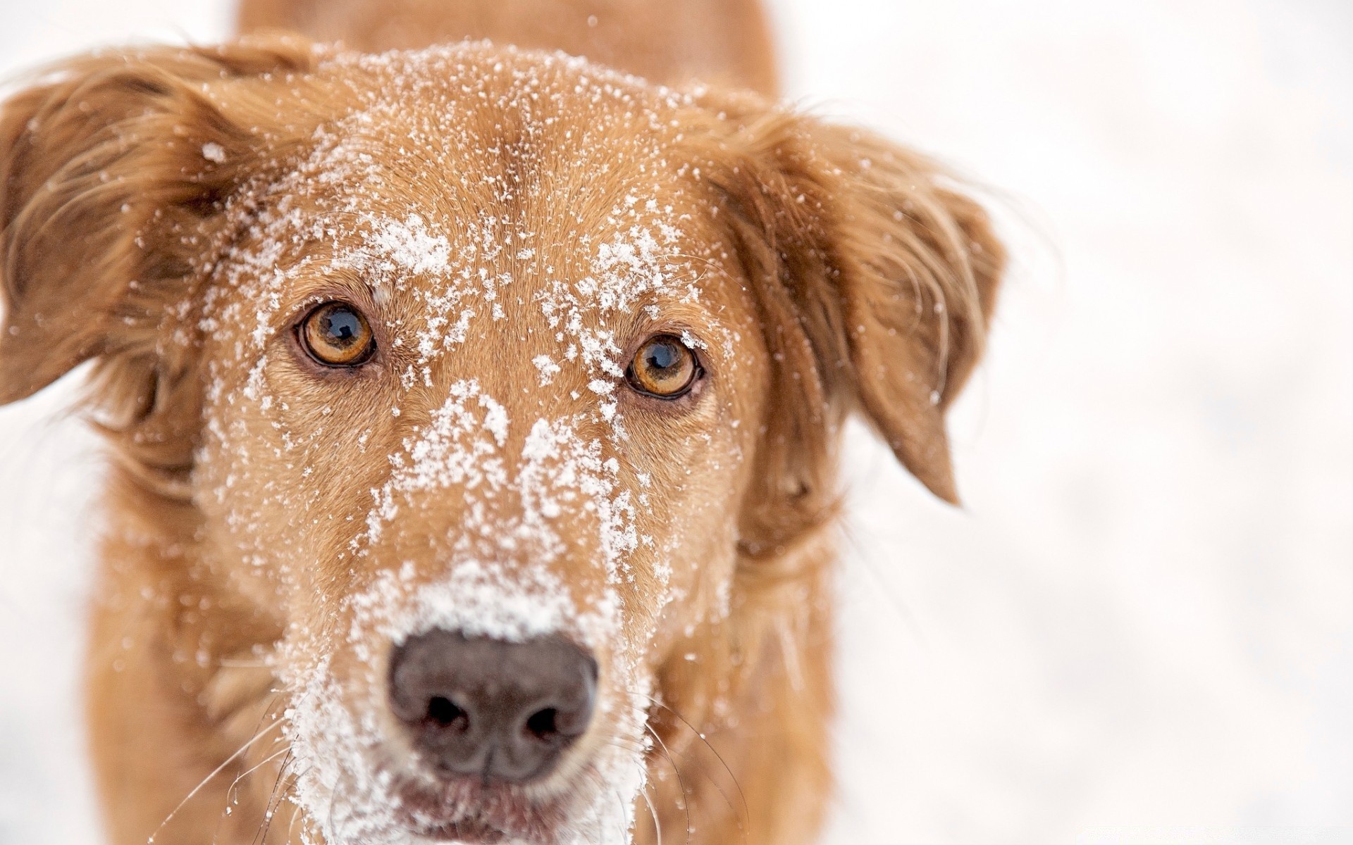 dogs cute dog pet animal fur portrait mammal looking puppy little adorable canine young breed funny retriever friendly sit