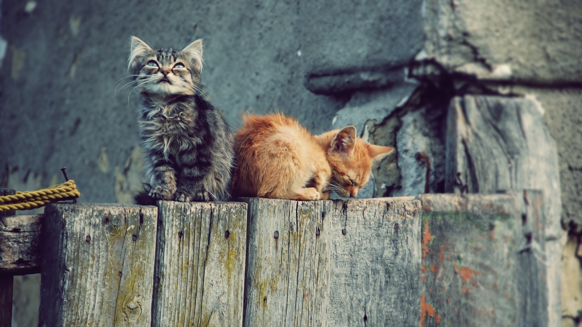 gatos gato mamífero lindo animal gatito piel retrato ver mascota ojo joven al aire libre madera solo