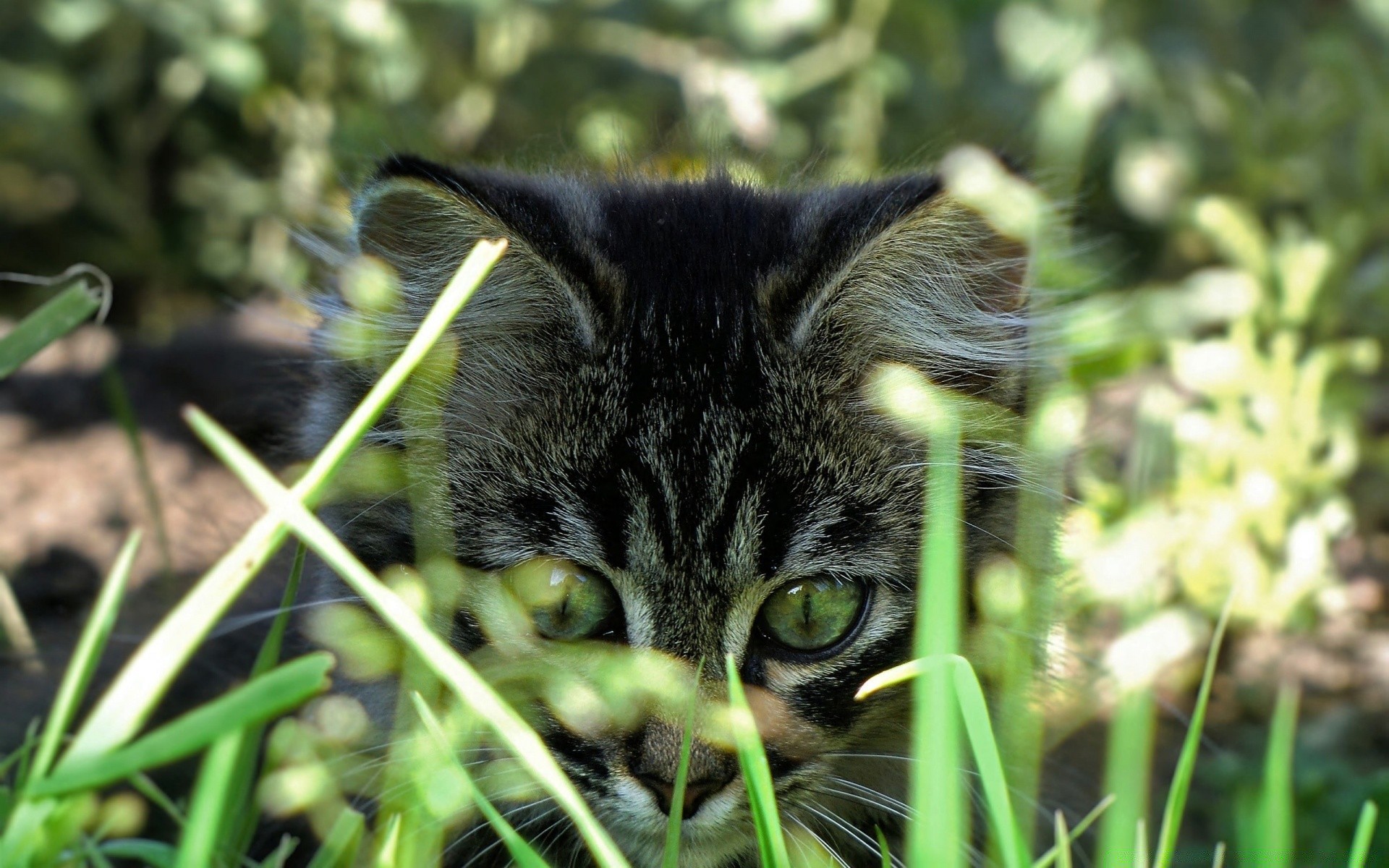 chats nature animal chat mignon fourrure portrait peu herbe à l extérieur oeil faune mammifère jeune animal de compagnie aperçu