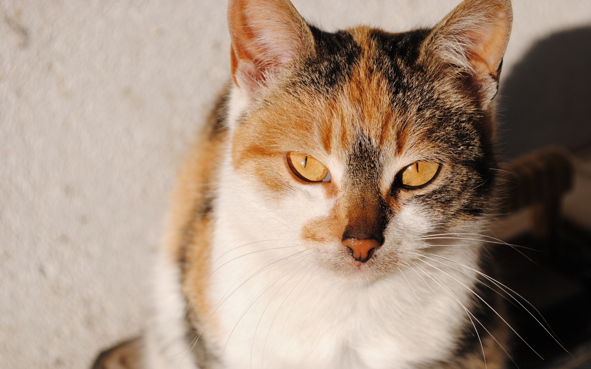 chat chat mignon mammifère animal de compagnie fourrure animal oeil portrait chaton peu aperçu moustache domestique jeune curiosité tête