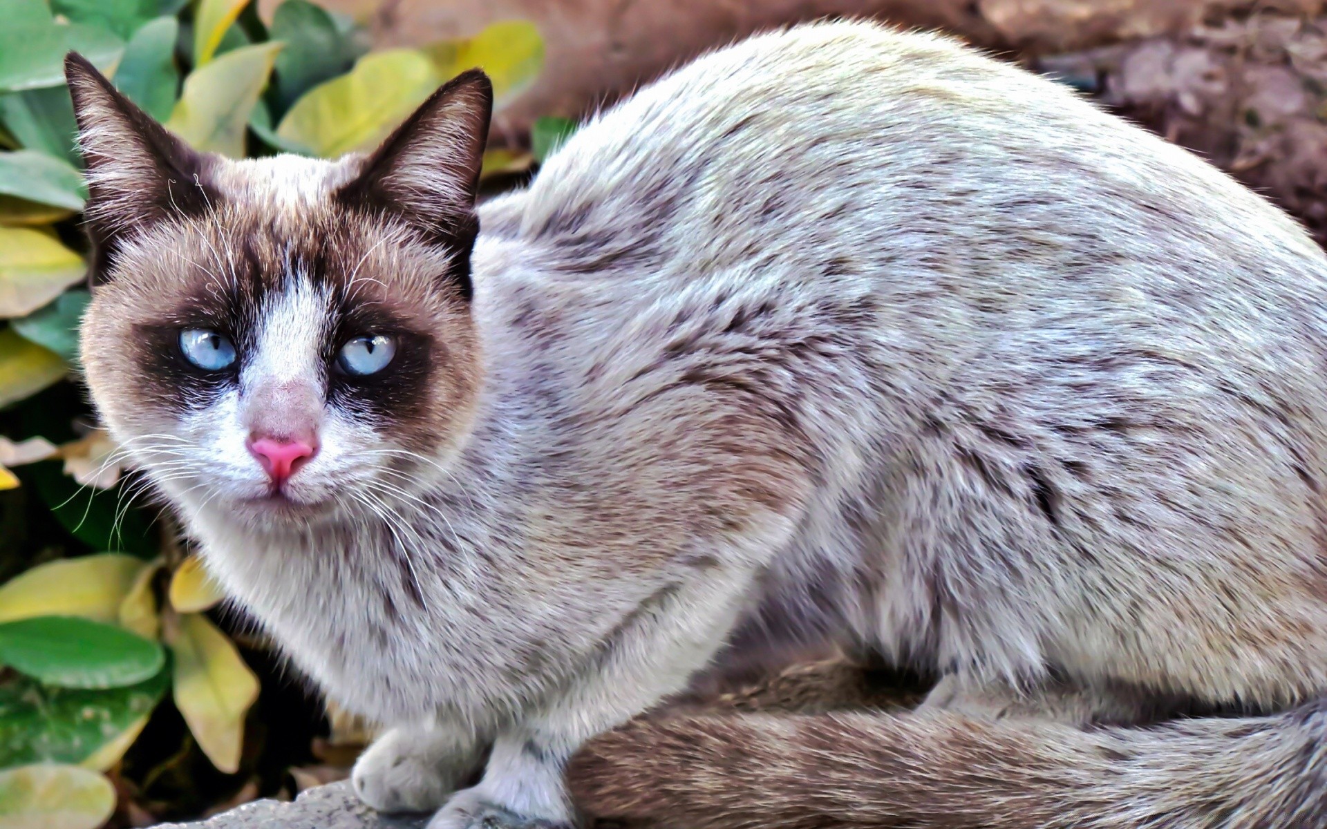 chat mammifère animal nature mignon fourrure la faune sauvage portrait peu aperçu jeune oeil zoo moelleux à l extérieur