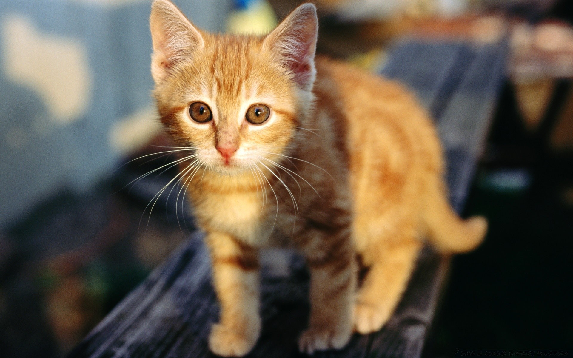 katze katze niedlich haustier porträt säugetier tier kätzchen inländische fell junge anzeigen auge sitzen lustig