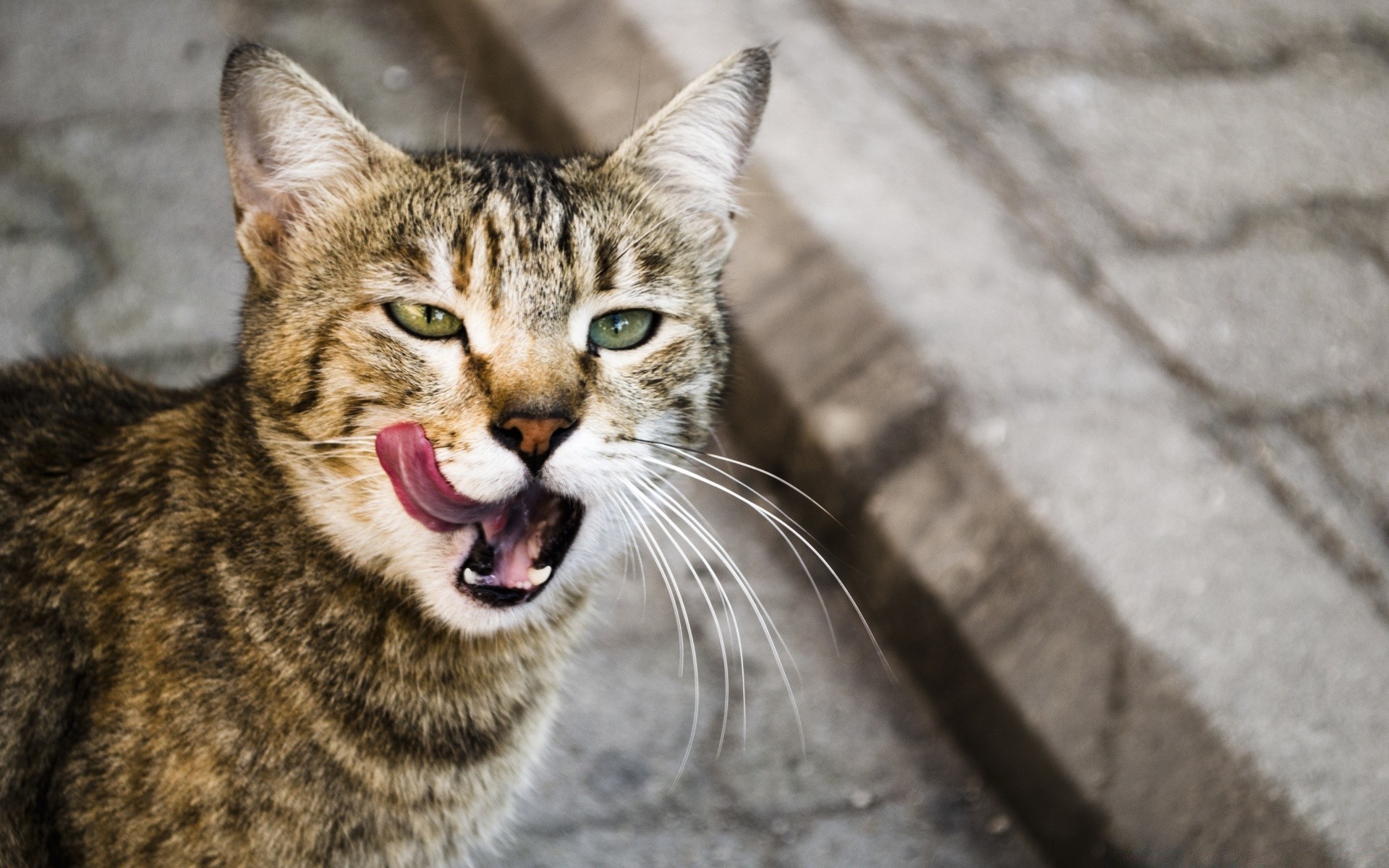 gatos gato animal mamífero fofa pele retrato animal de estimação olho natureza vida selvagem gatinho selvagem jovem visualização doméstico cinza cabelo