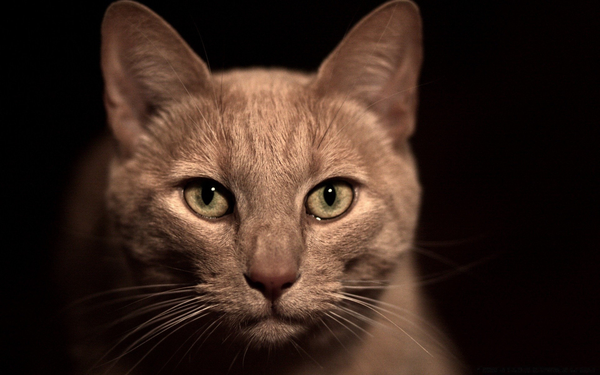 gatti gatto ritratto occhio animale domestico carino animale gattino uno mammifero domestico pelliccia capelli giovane