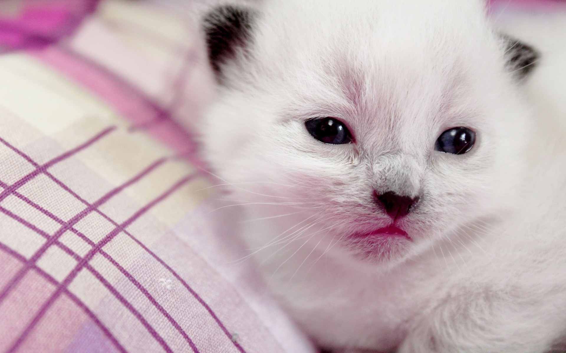 gatos lindo pequeño retrato bebé animal joven mamífero ojo mascota pelusa