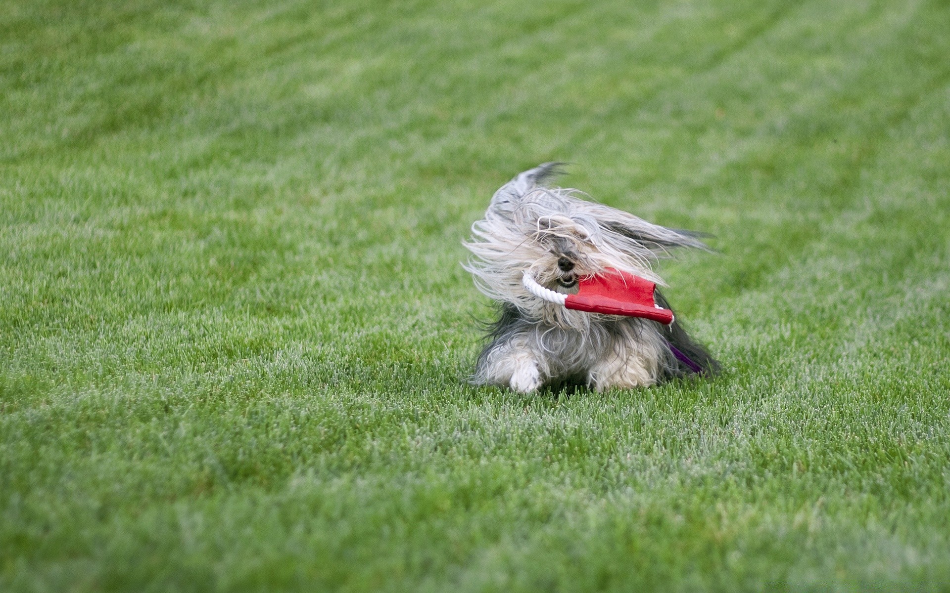 perros hierba césped campo pelota juegos competencia