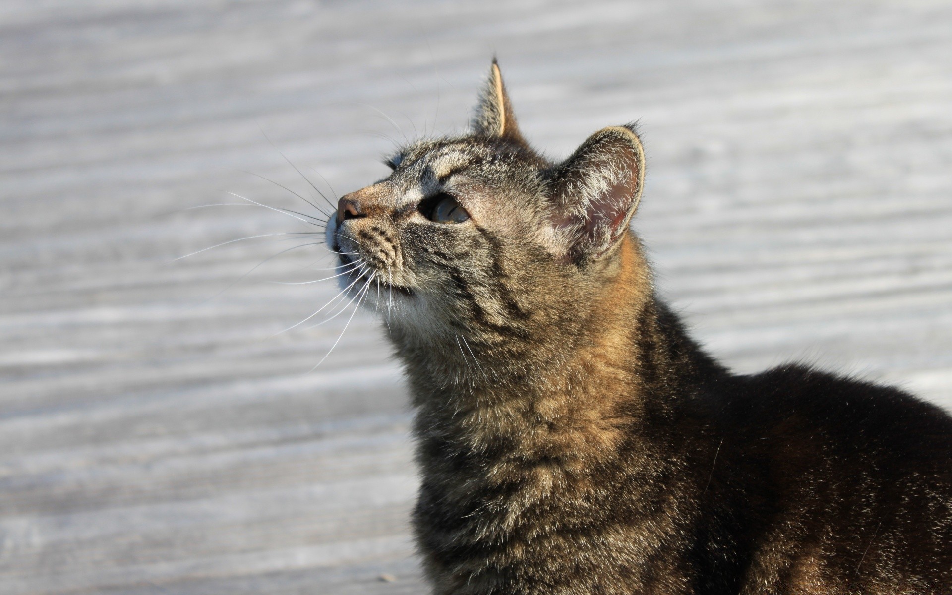 katze katze säugetier tier porträt niedlich natur tierwelt auge fell haustier