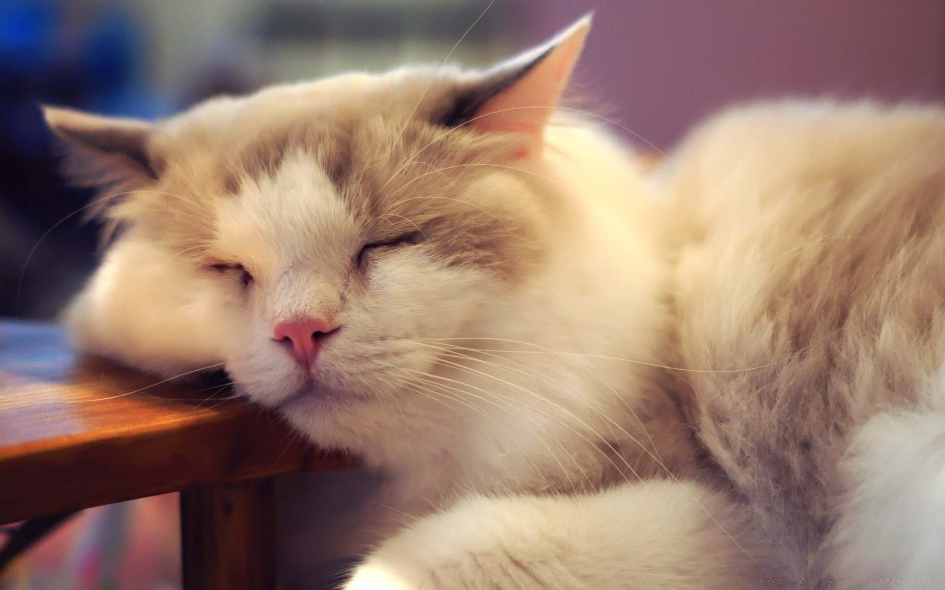 katze katze kätzchen niedlich säugetier fell auge tier haustier porträt ein flaumig wenig schnurrbart