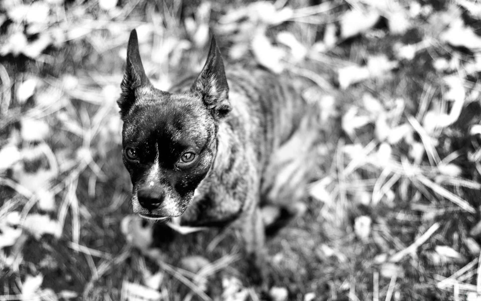 cats cute animal dog portrait mammal pet nature canine looking little young one domestic adorable