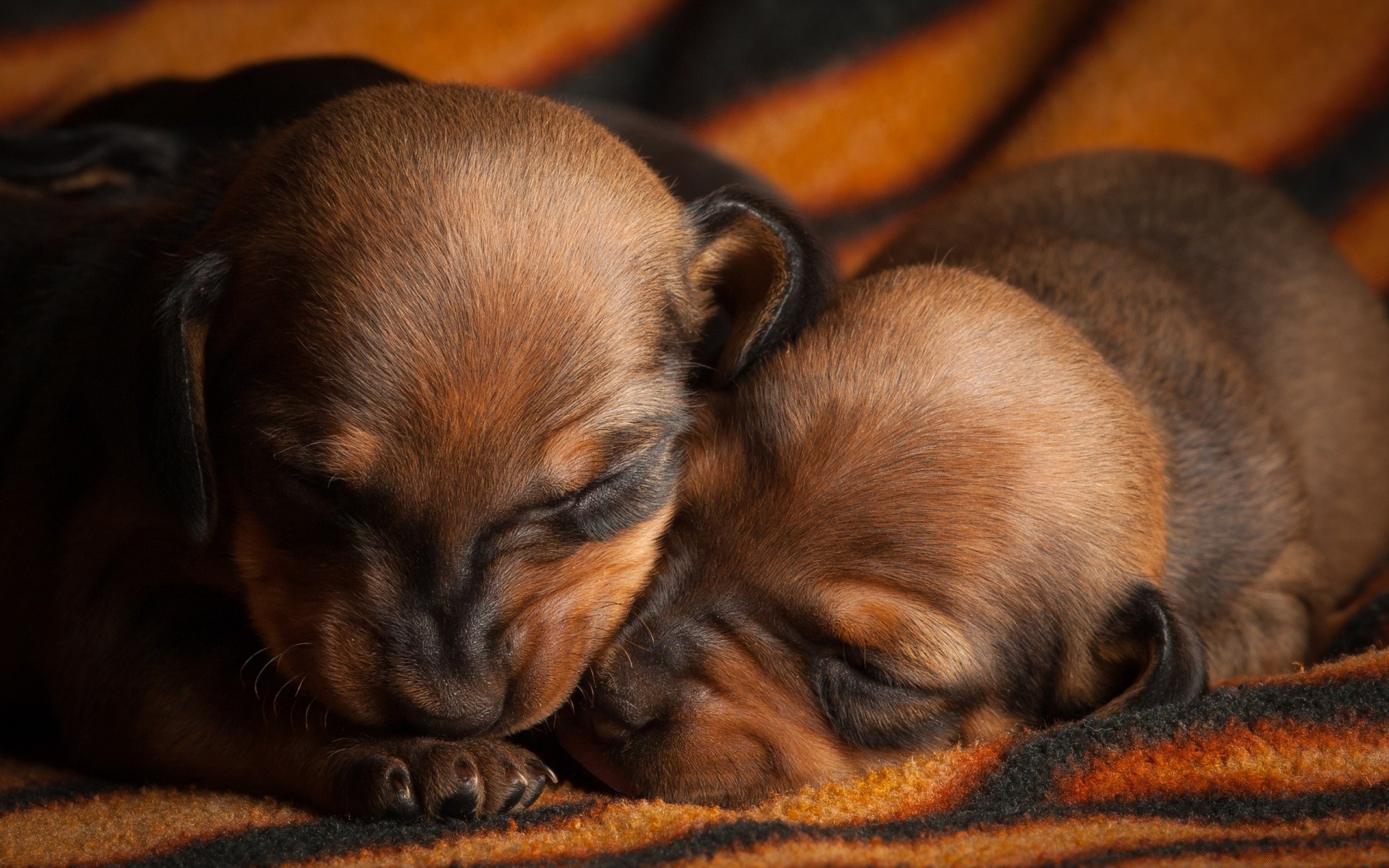 cani cane mammifero addestratore di cani animale domestico cucciolo carino animale ritratto uno piccolo pelliccia bambino occhio vista gatto