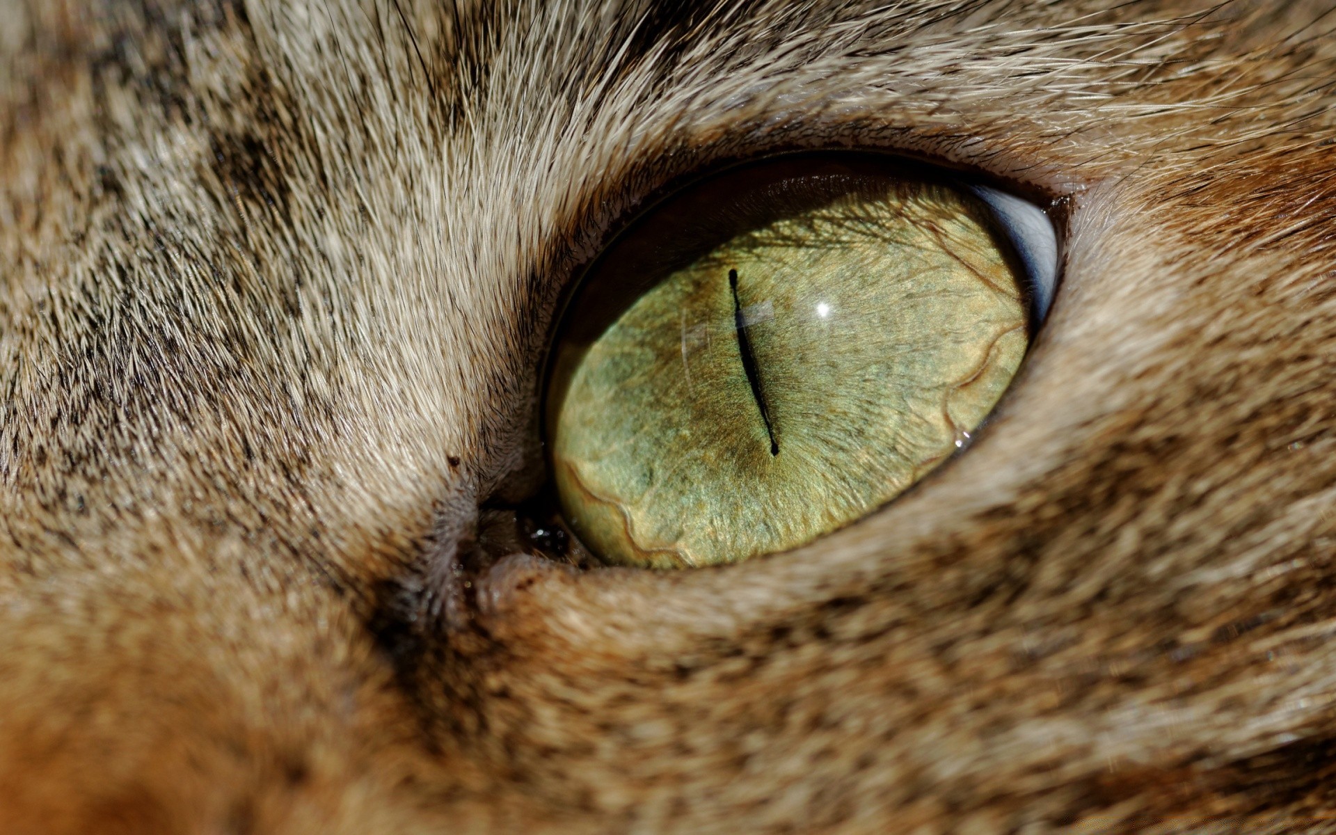 Сделать глаза кошке. Кошачий глаз. Необычные глаза животных. Зрачок кошки. Кошка крупным планом.