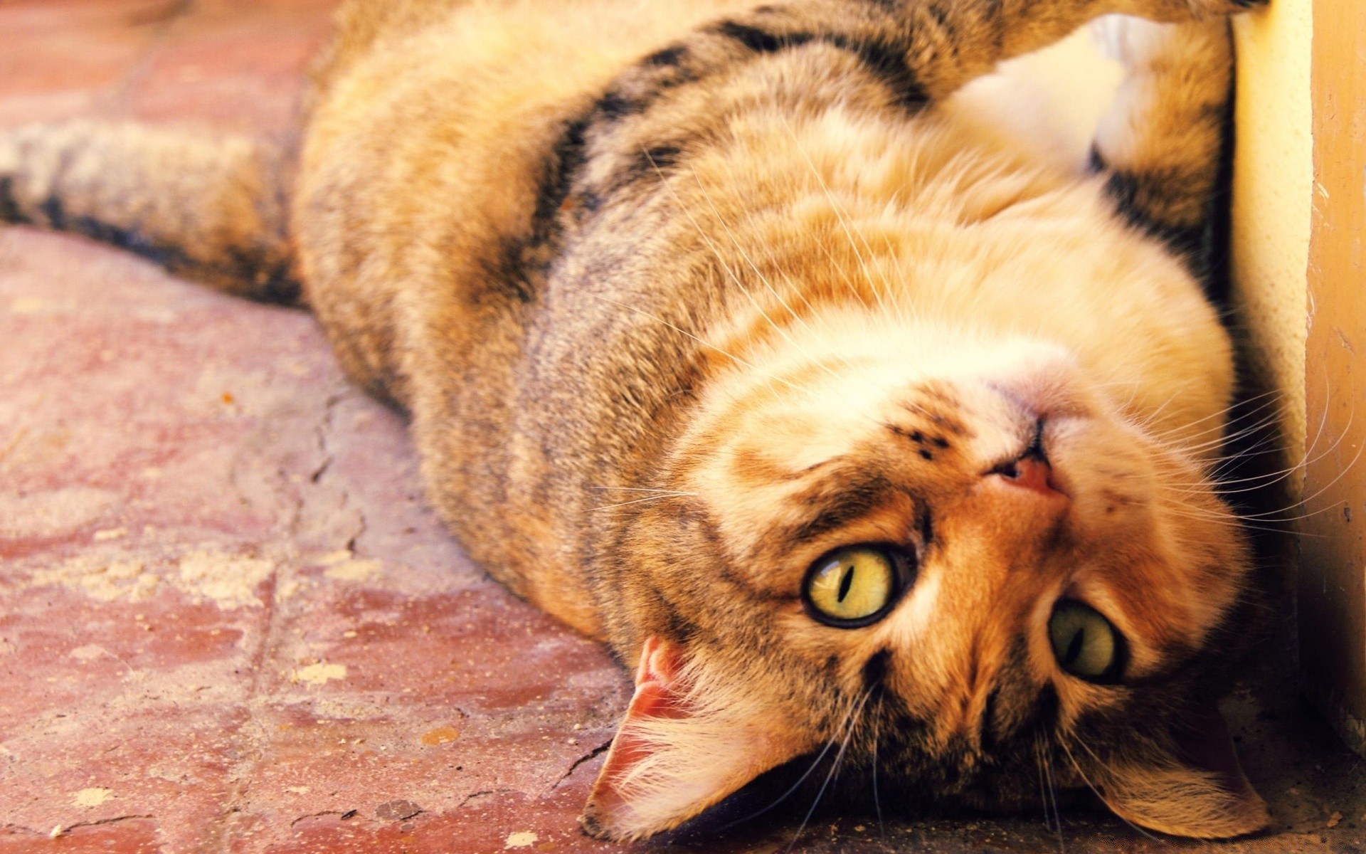 gato mamífero animal piel lindo gato mascota retrato vida silvestre perro naturaleza