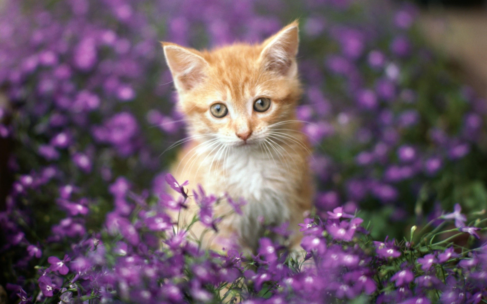 gatos flor naturaleza campo flora verano jardín al aire libre gato floral poco