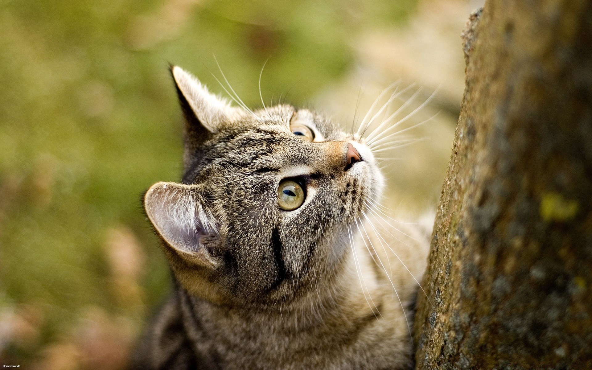 chat nature animal chat mignon la faune oeil portrait mammifère fourrure sauvage aperçu prédateur animal de compagnie