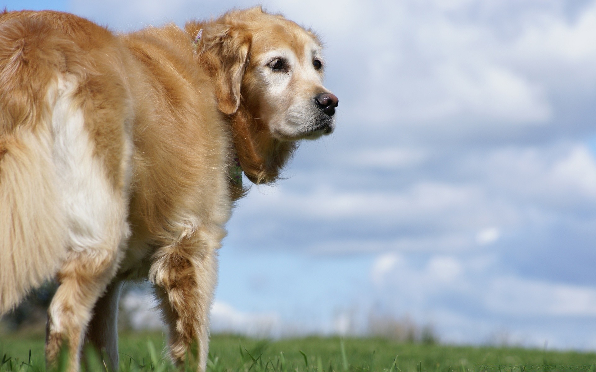 cães mamífero grama cão animal animal de estimação fofa cinegrafista campo feno filhote de cachorro retrato pele