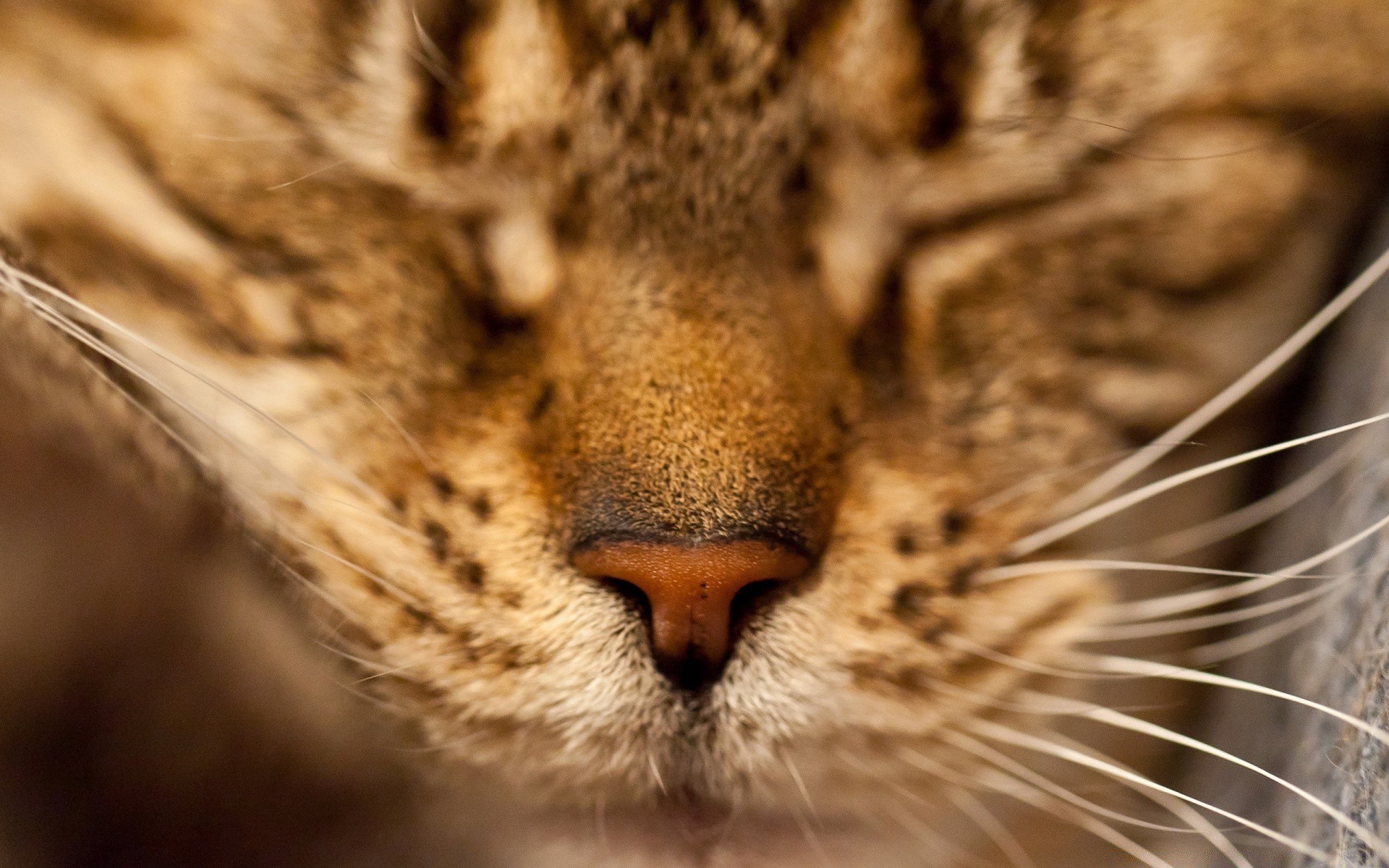 gatos gato mamífero vida selvagem pele jardim zoológico animal predador natureza retrato olho caçador selvagem comedor de carne