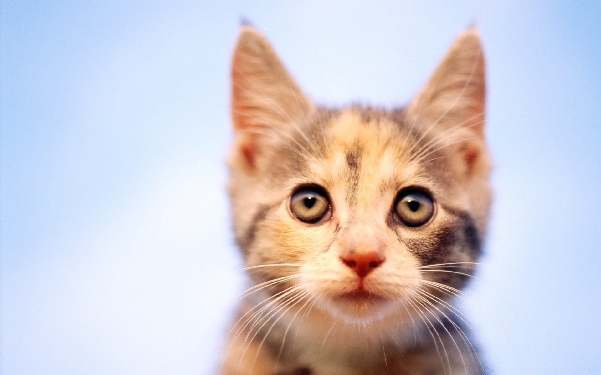 katze katze niedlich tier kätzchen haustier fell säugetier jung wenig porträt auge kind vorschau inländische neugier lustig schnurrbart ein