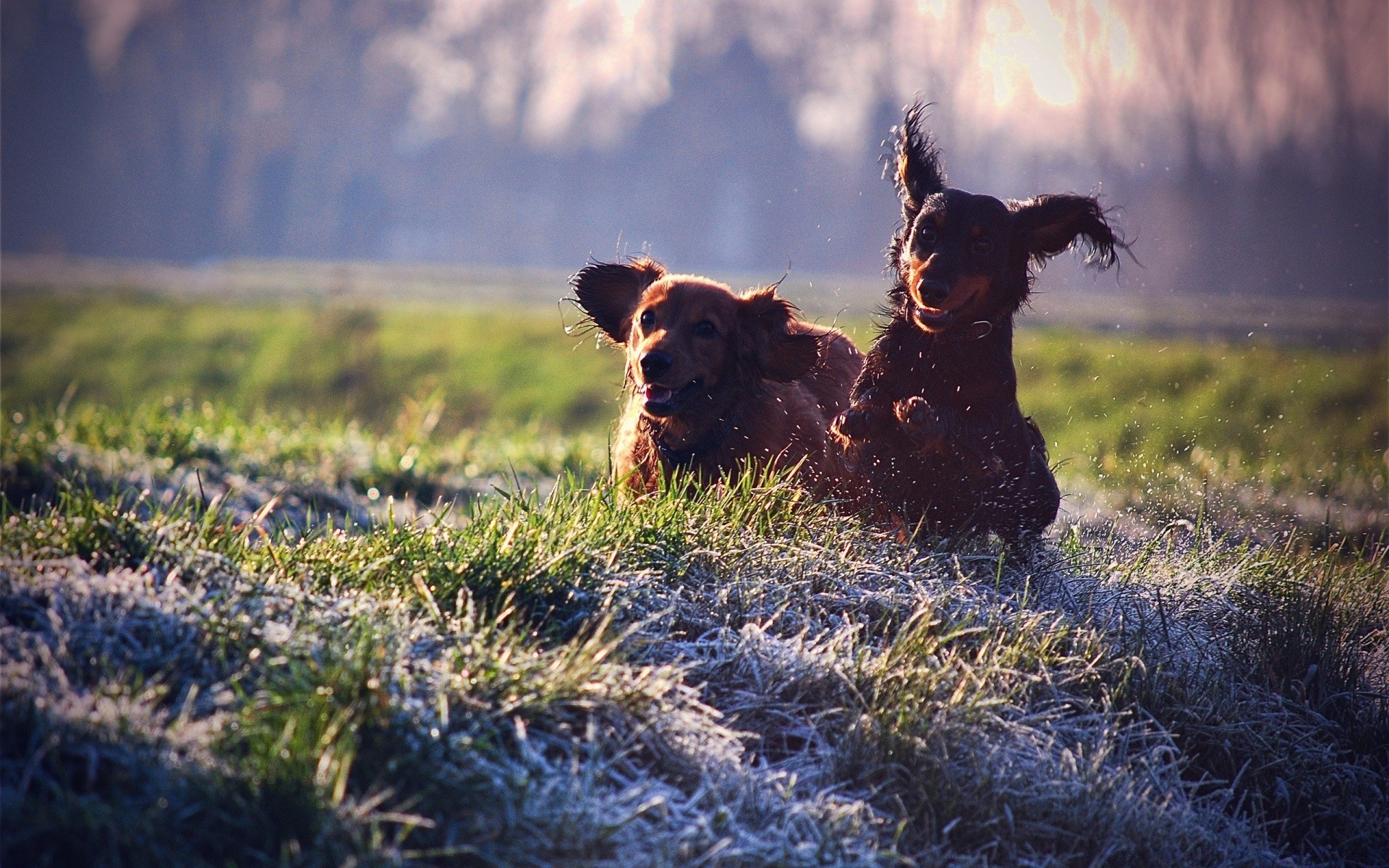 chiens chien herbe mammifère champ foin à l extérieur coucher de soleil un ferme animal de compagnie cynologue animal paysage nature