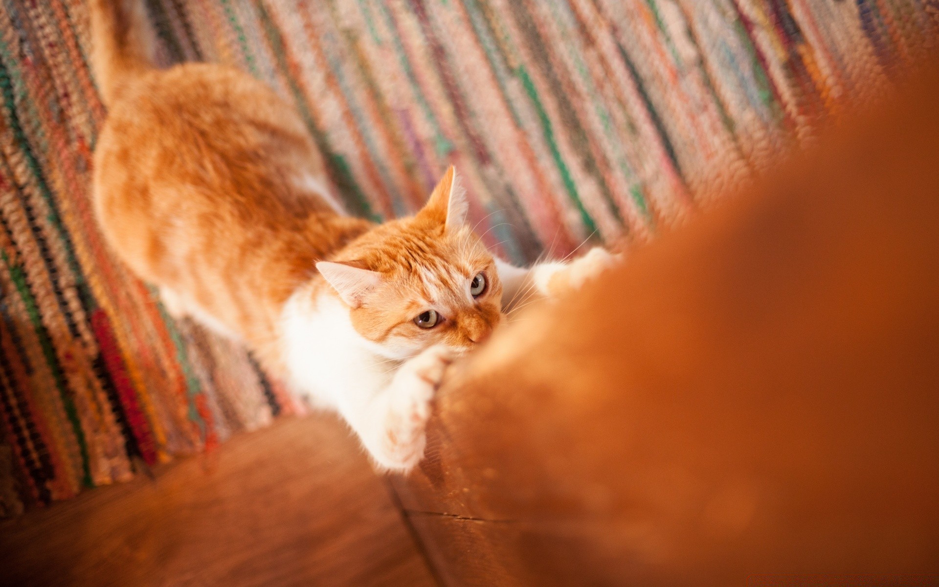 katze katze haustier kätzchen niedlich inländische säugetier tier fell porträt ein flaumig schlafen auge jung haar wenig drinnen anzeigen lustig