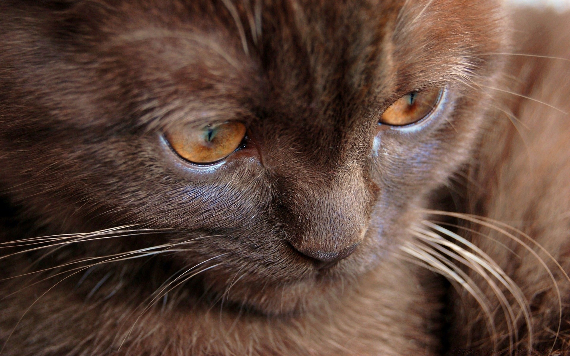 chat chat portrait mammifère mignon oeil animal animal fourrure unique moustache cheveux aperçu domestique chaton jeune