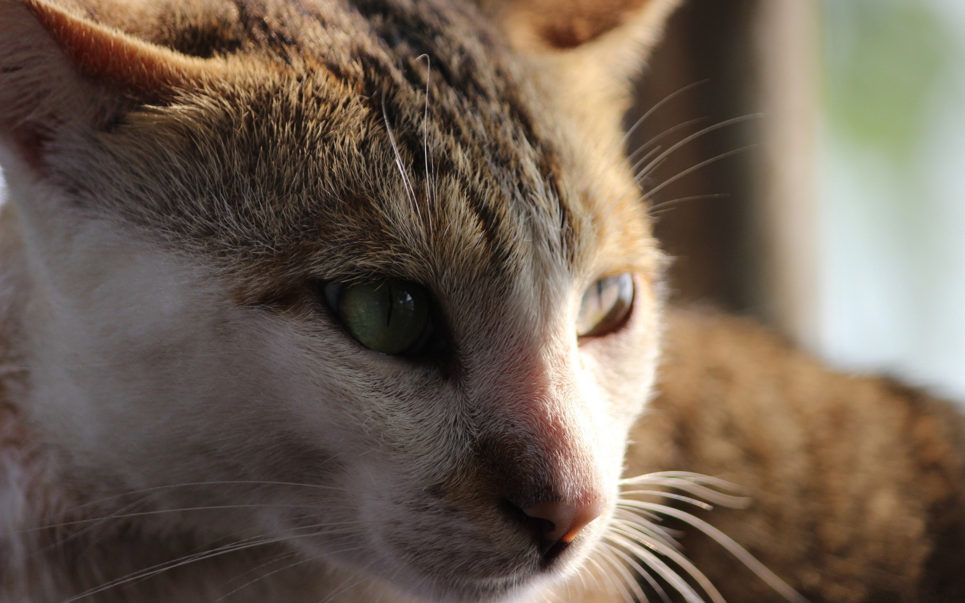 katze katze säugetier tier auge niedlich fell porträt haustier kätzchen schlafen vorschau schnurrbart natur inländische haare